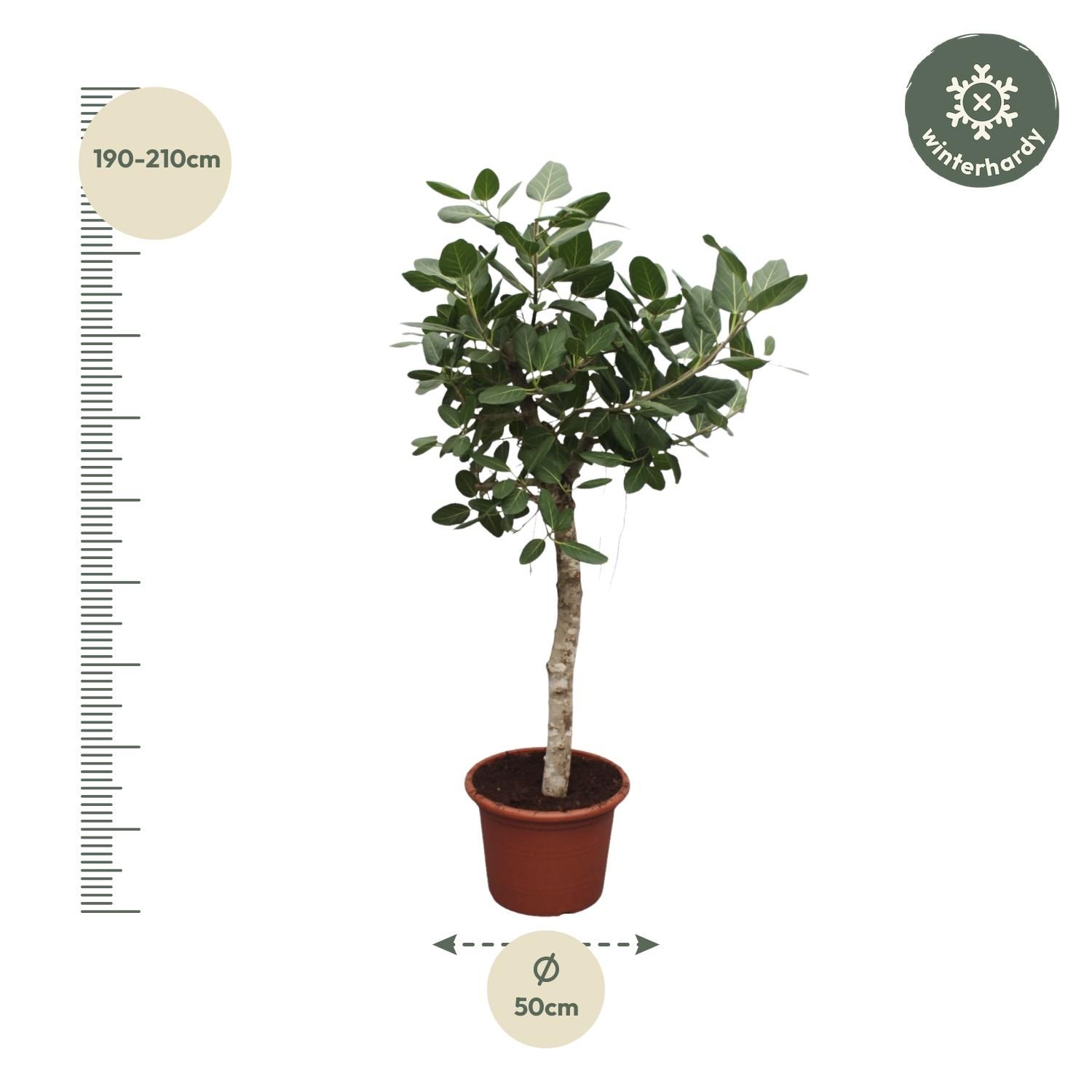Ficus Benghalensis Zimmerpflanze
