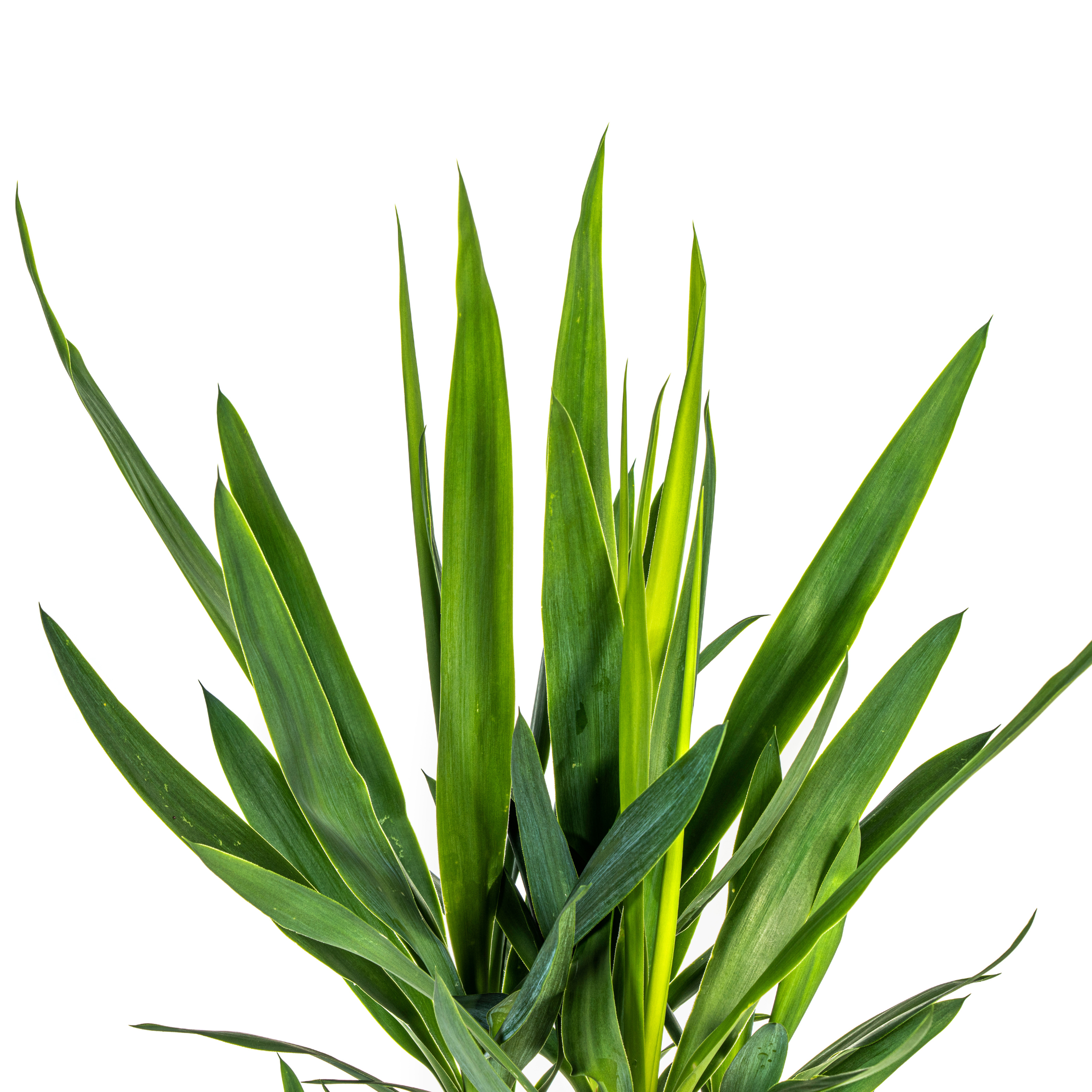 Yucca Elephantipes - 19cm Topf - 70-90cm Höhe - Robuste Zimmerpflanze