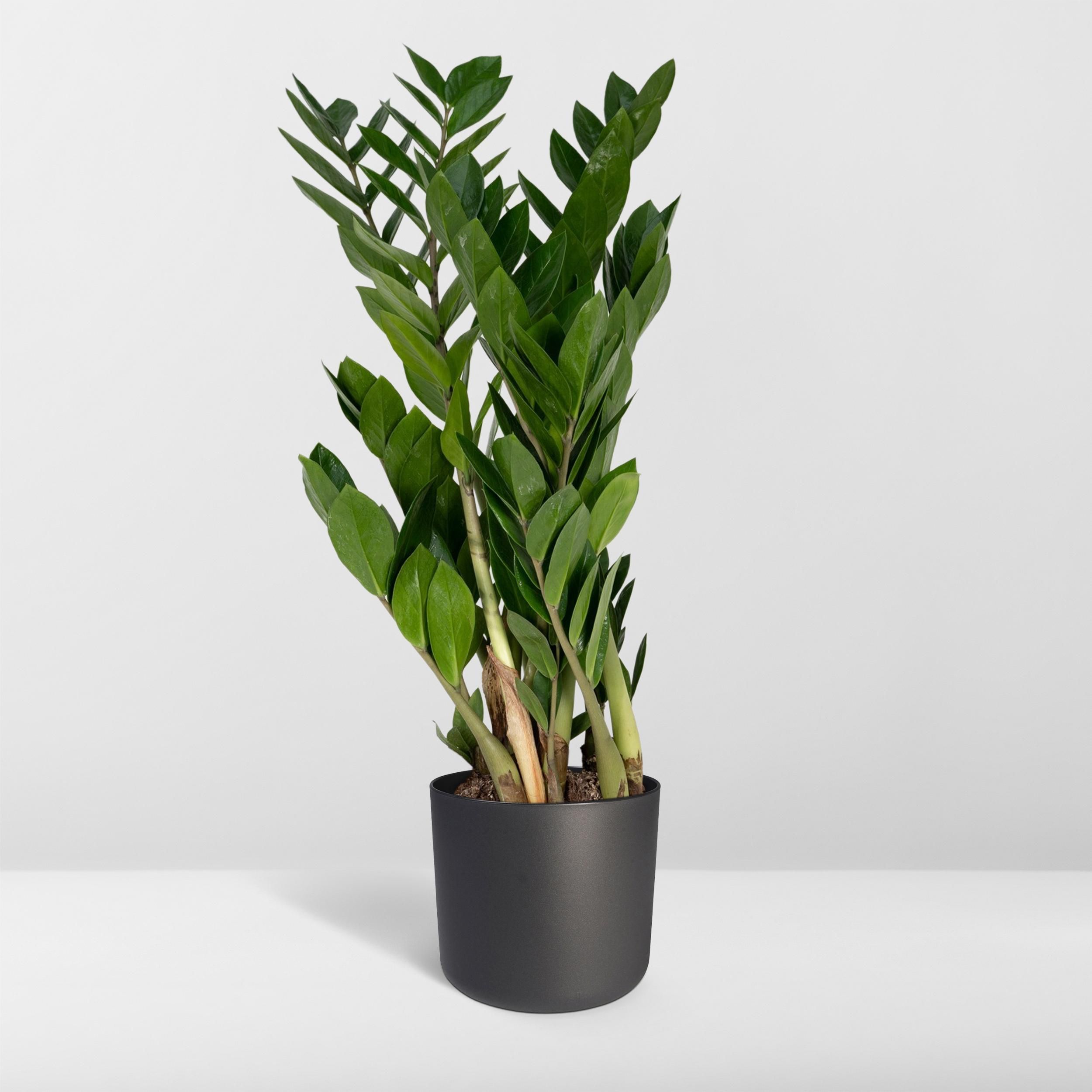 Zamioculcas Zamiifolia Zimmerpflanze