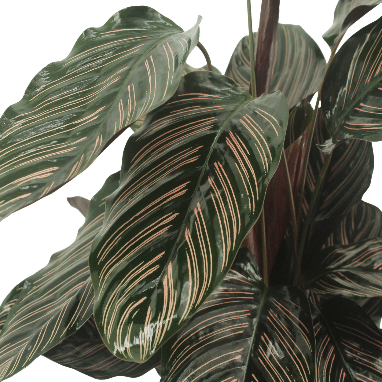 Calathea Ornata Zimmerpflanze