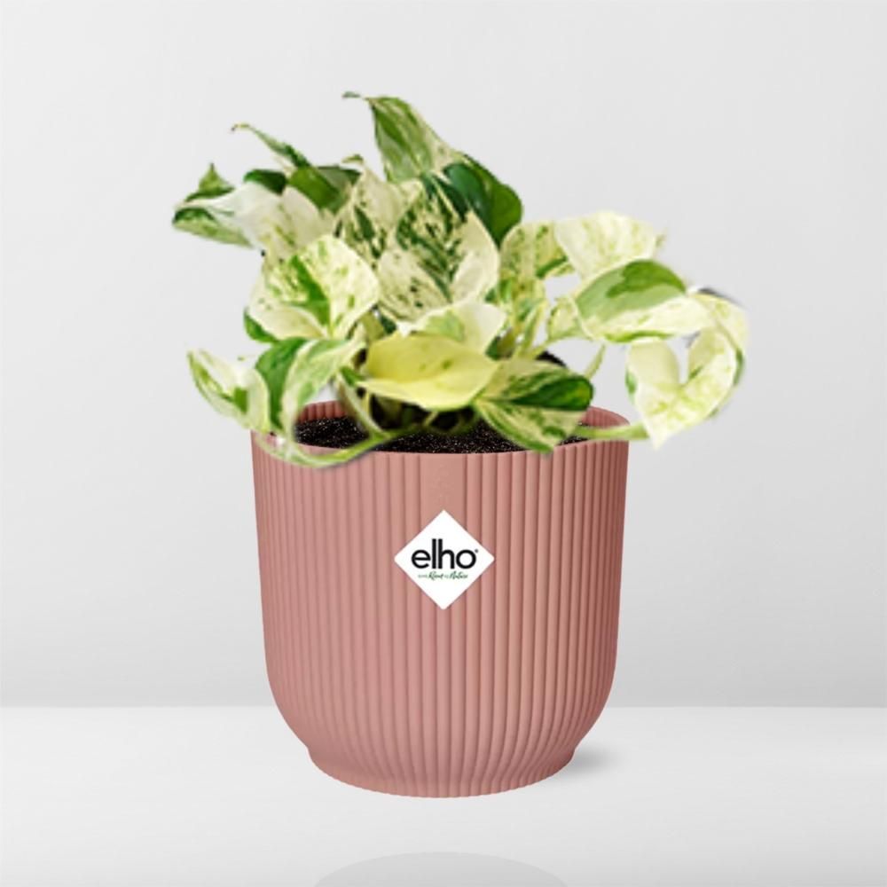 Epipremnum Pinnatum Happy Leaf Zimmerpflanze