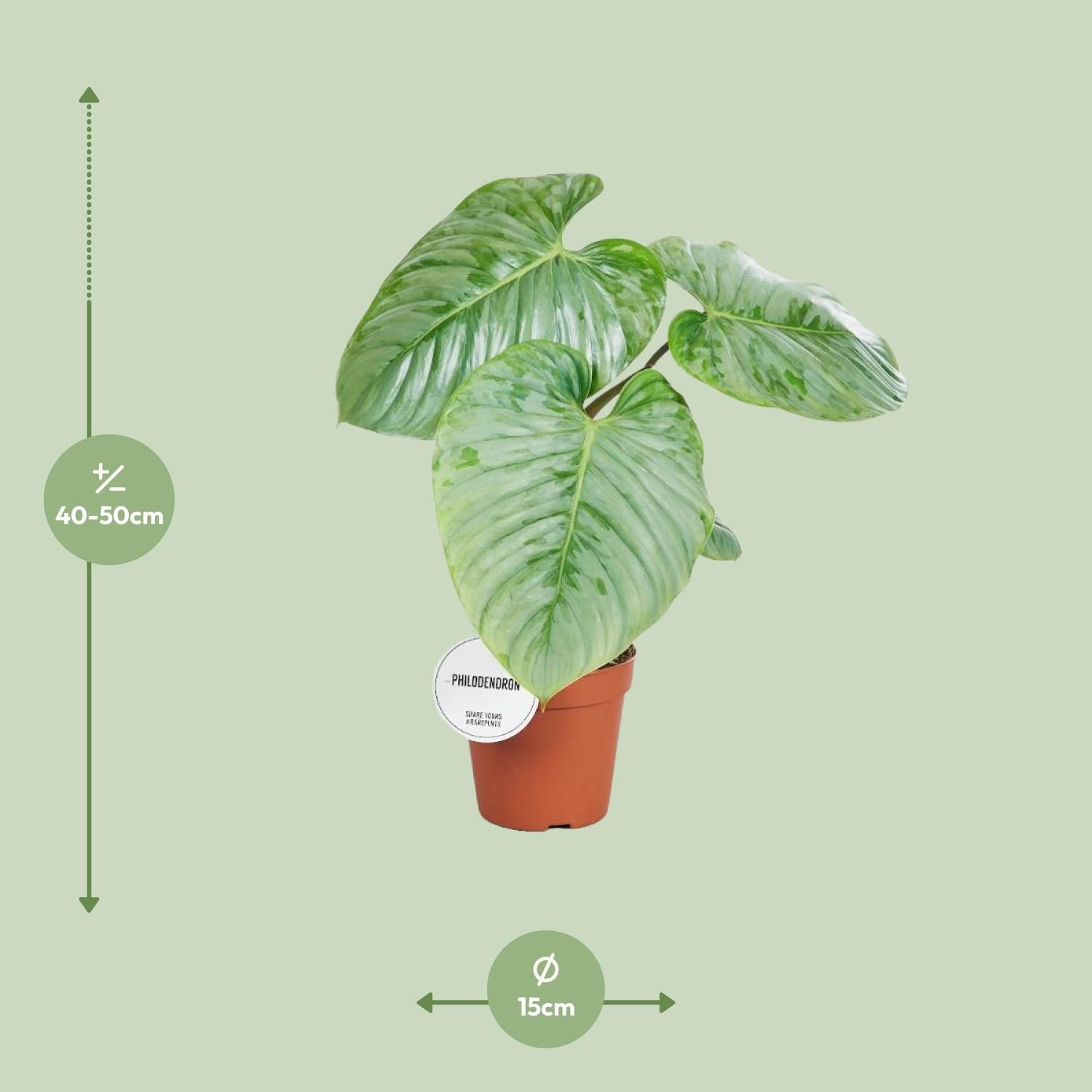 Philodendron Sodiroi Zimmerpflanze