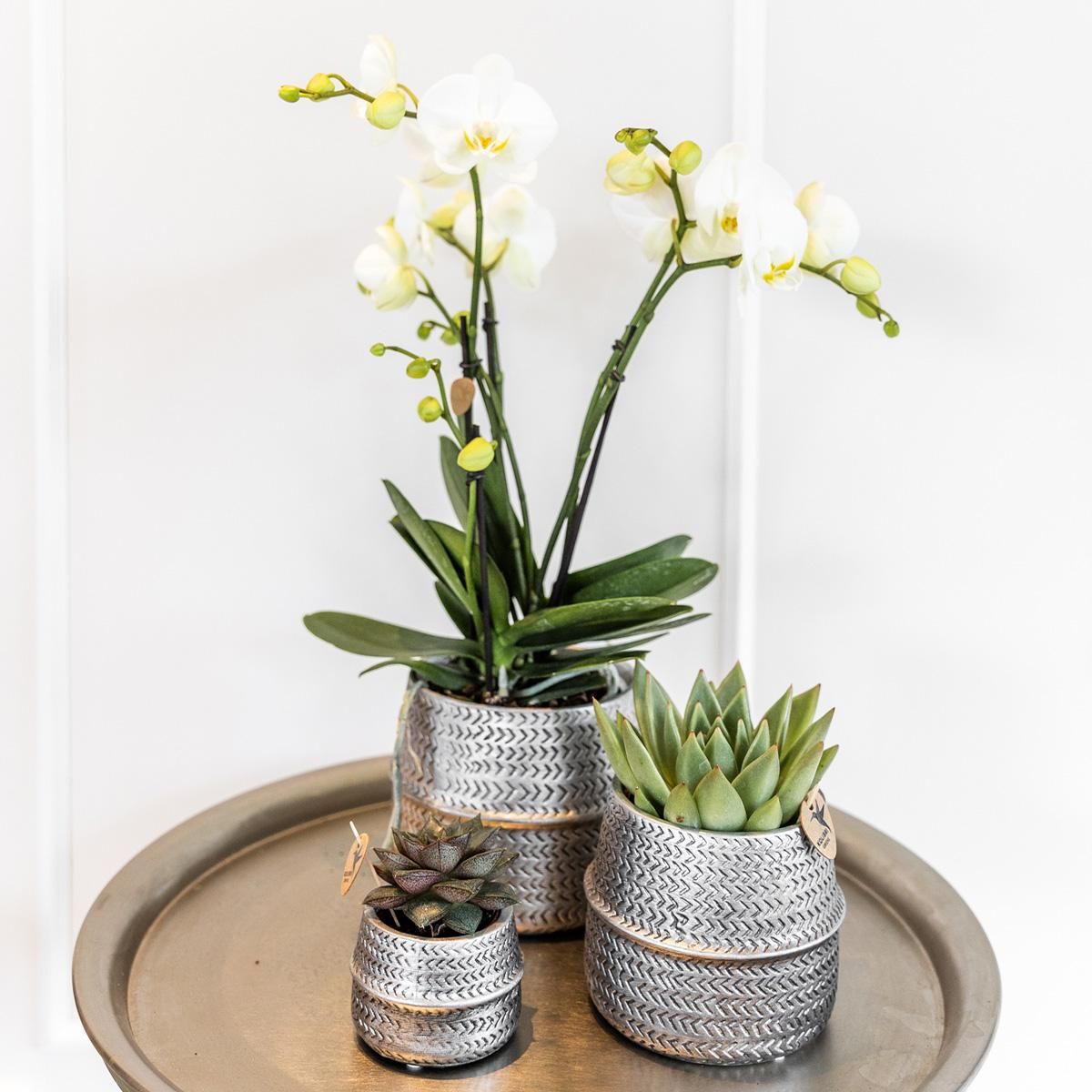Phalaenopsis Orchidee Amabilis mit Aloe Brevifolia im silbernen Topf