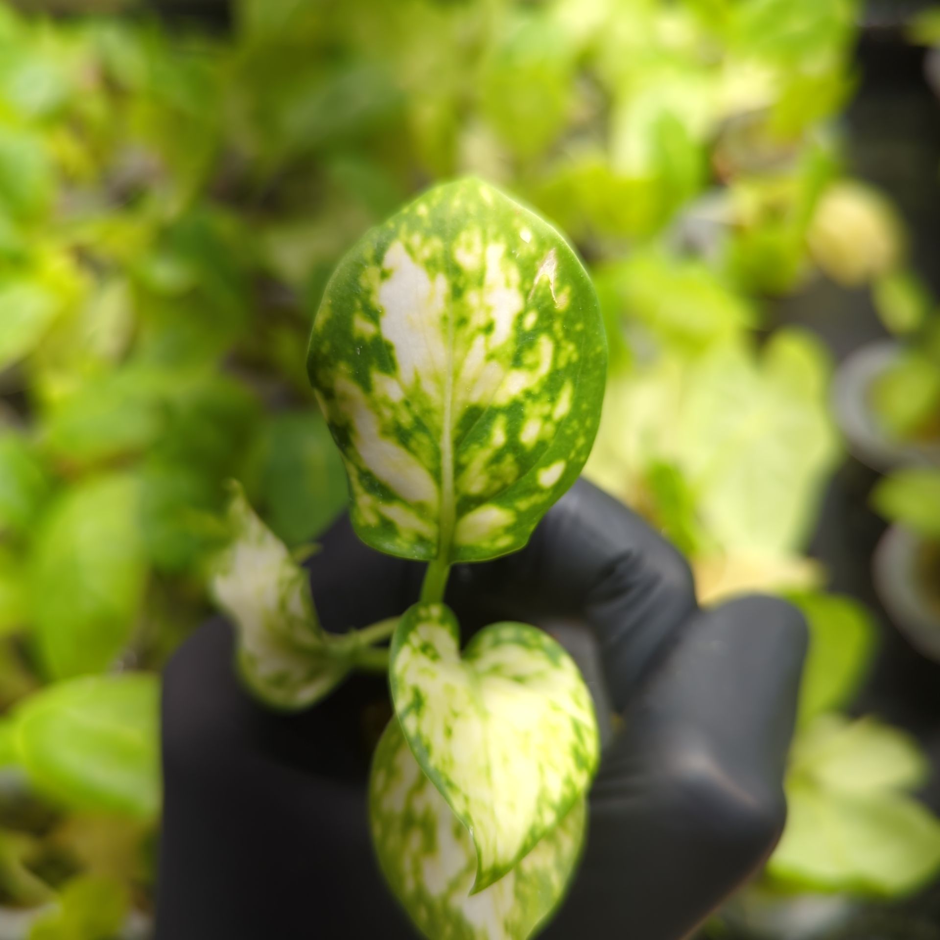 Aglaonema commutatum White Valentine + selbstbewässernder Übertopf