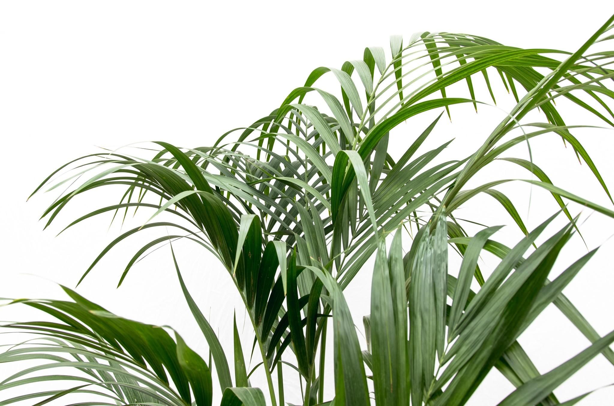 Kentia Palme elegant und tropisch
