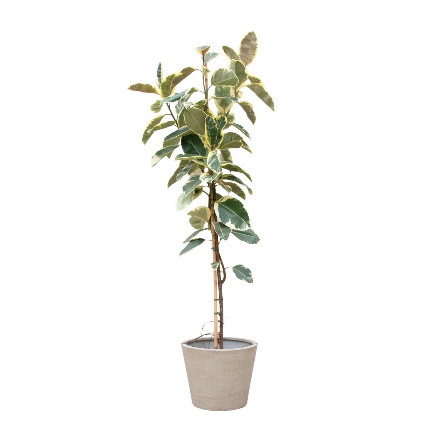 Ficus Tineke auf Stamm - Elegante Zimmerpflanze