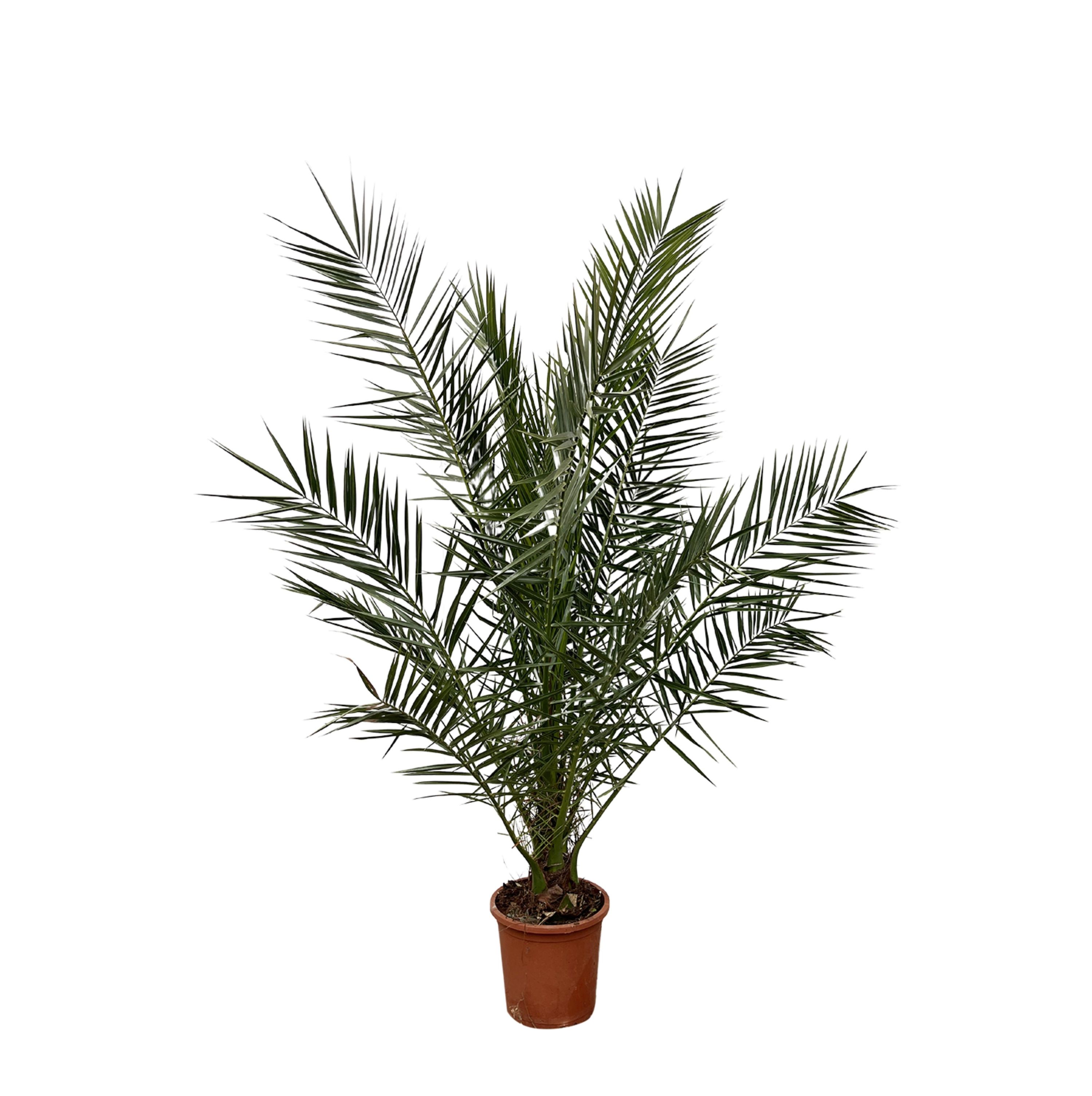 Kanarische Dattelpalme Phoenix Canariensis