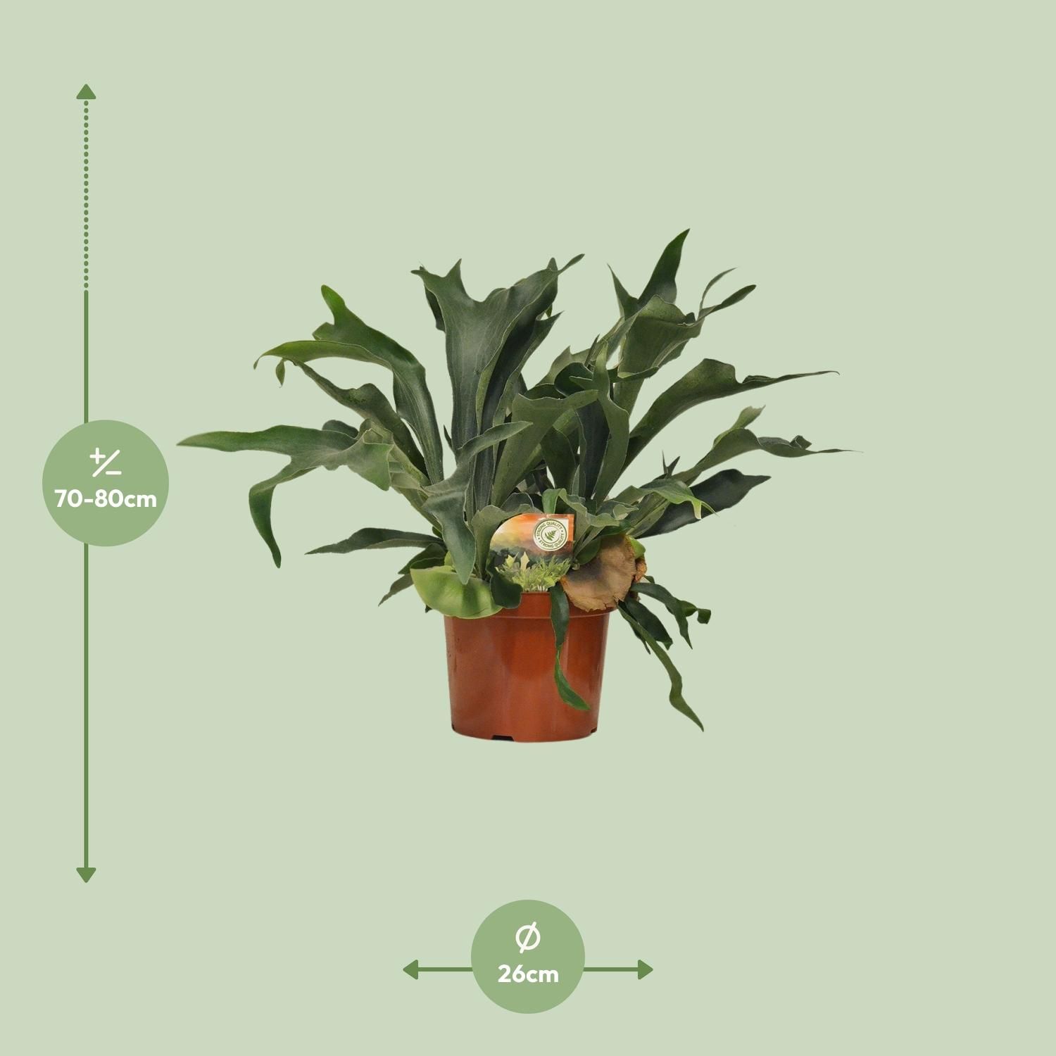 Platycerium Bifurcatum - Eleganter Geweihfarn