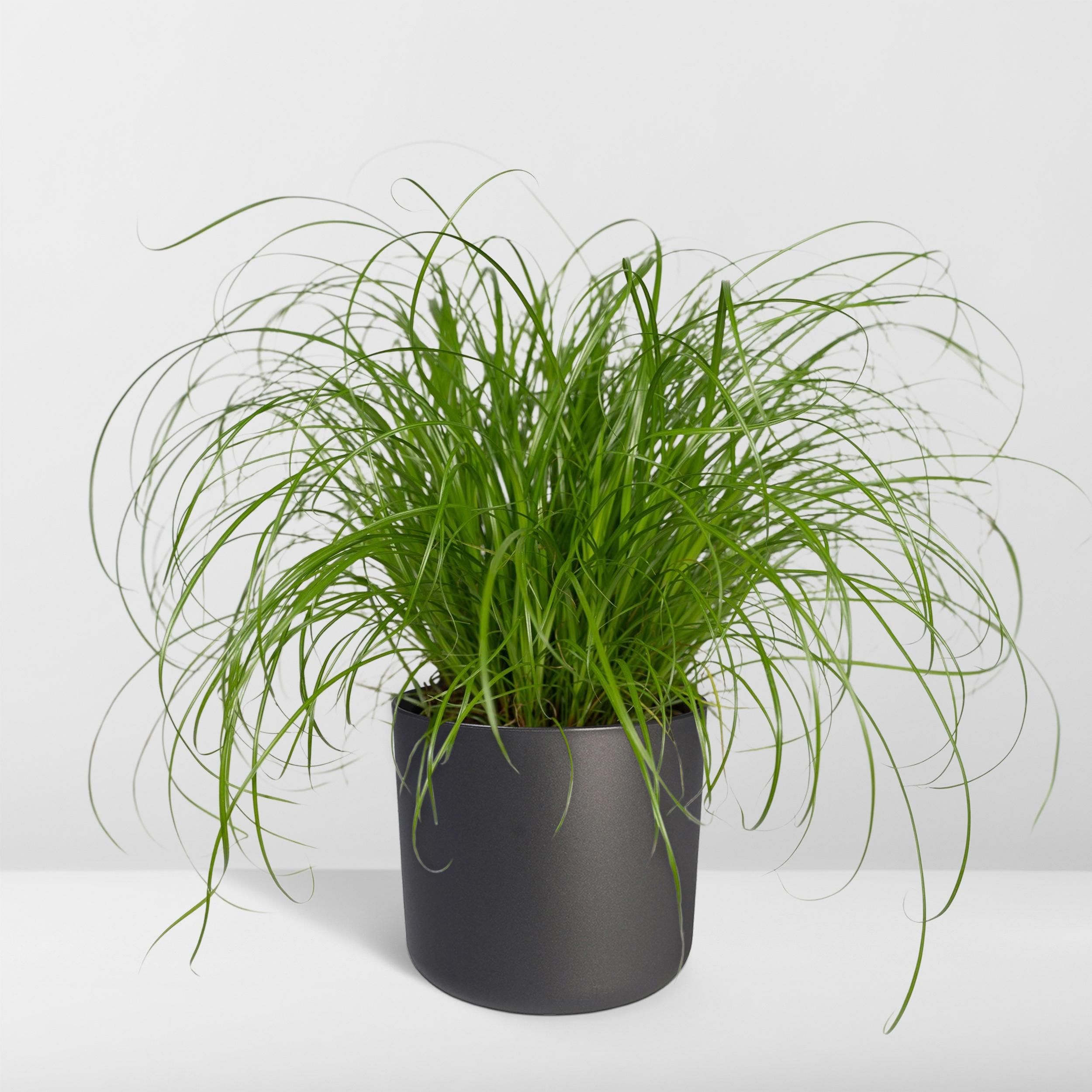 Cyperus Alternifolius Katzengras Zimmerpflanze