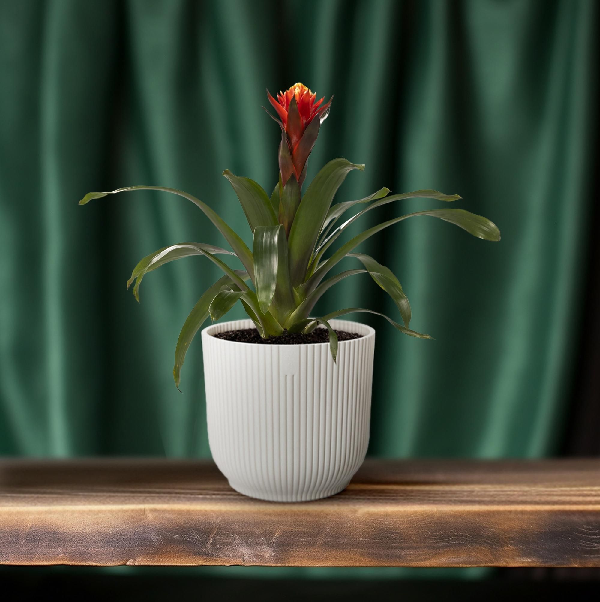 Guzmania Zimmerpflanze mit farbenfrohen Blüten