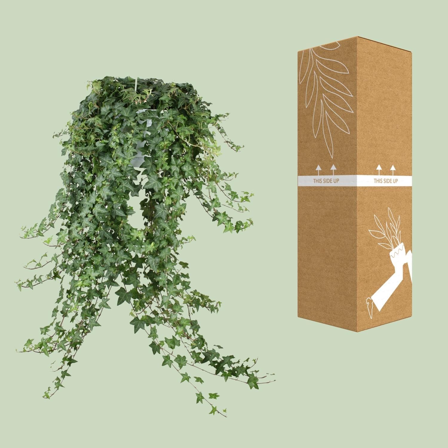 Hedera Helix 'Pittsburgh' XXL – Hängepflanze – Ø 24cm