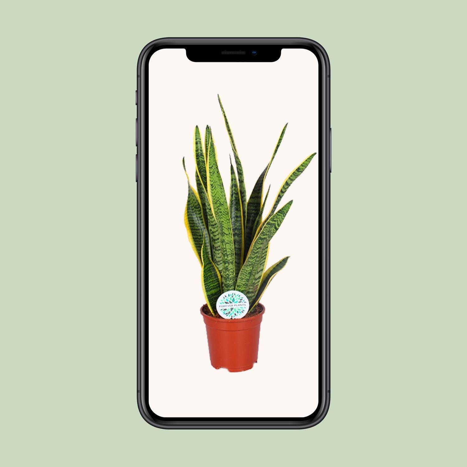 Sansevieria Laurentii - Pflegleichte Schlangenpflanze mit Luftreinigung