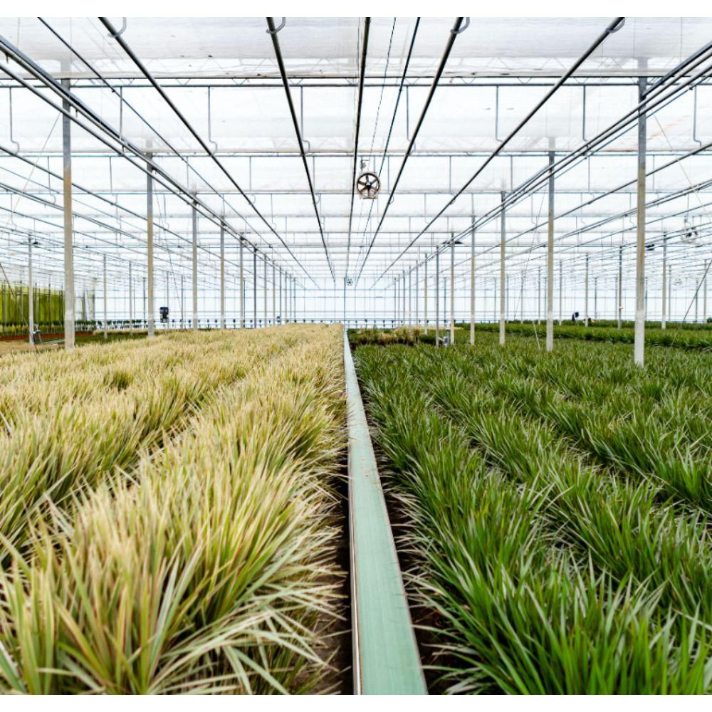 Dracaena - Tropischer Drachenbaum im Korb