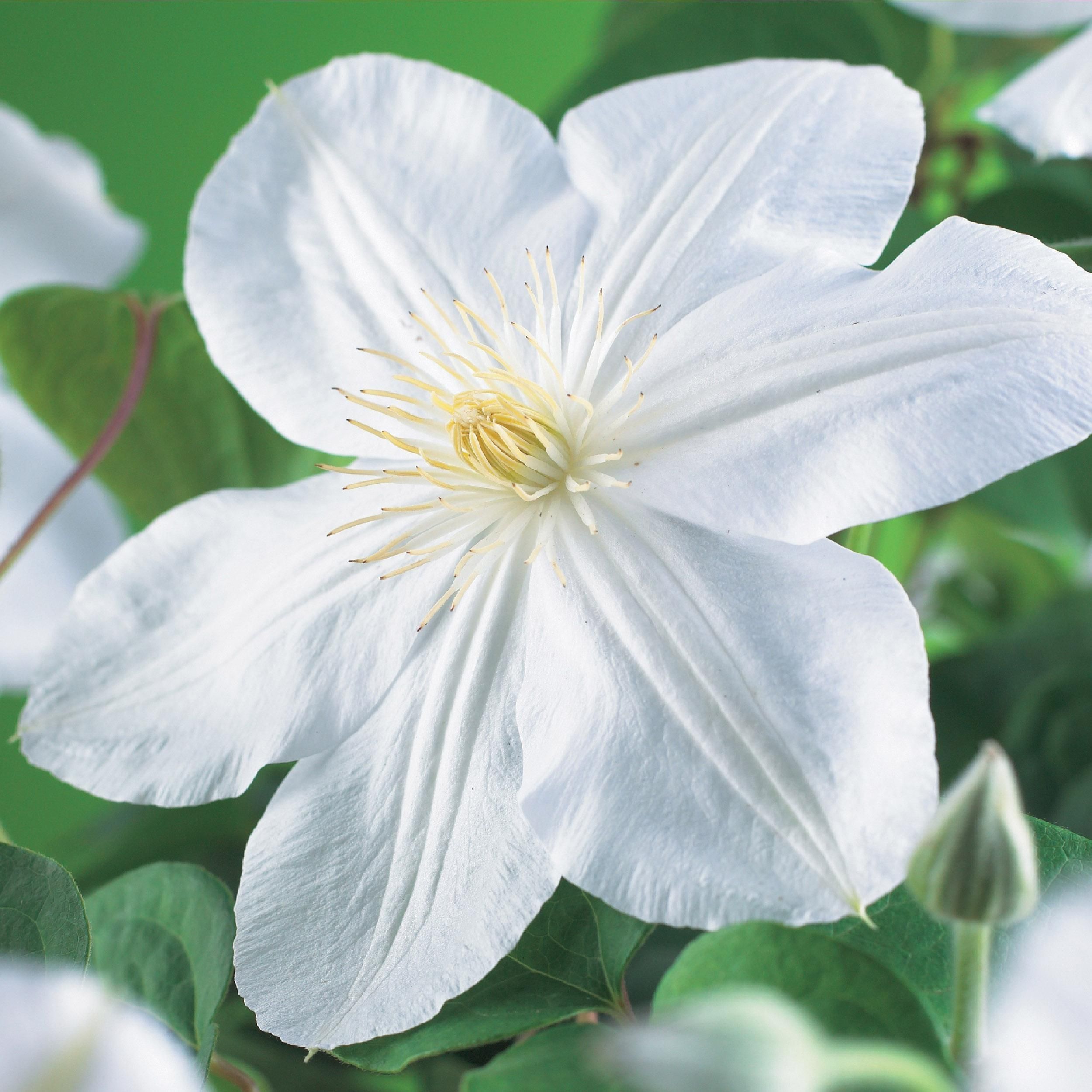  Clematis Madame Le Coultre, blühend weiß – 2 Pflanzen – pflegeleicht