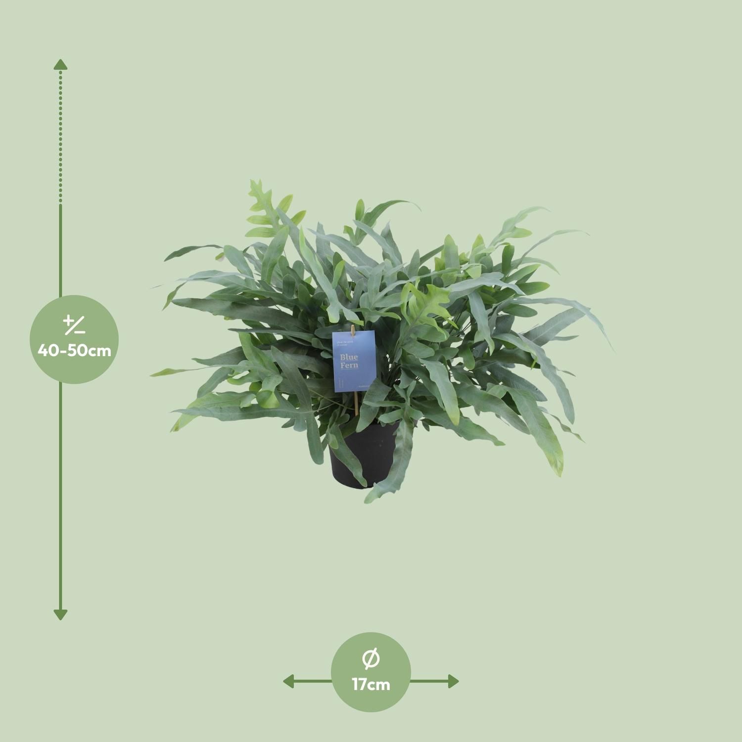Phlebodium Aureum Blue Star Farn Zimmerpflanze