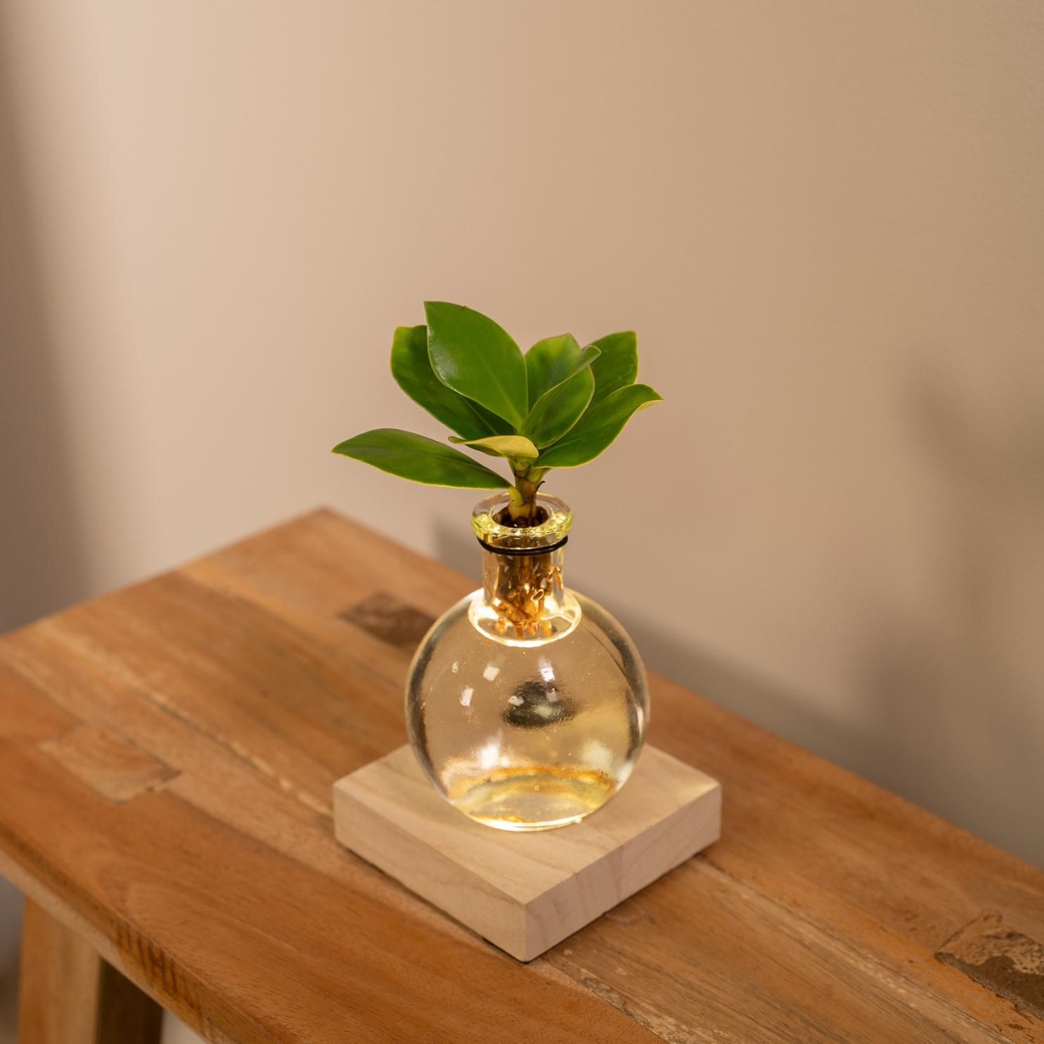 Clusia Hydroponie Pflanze in Samoa Glas mit LED