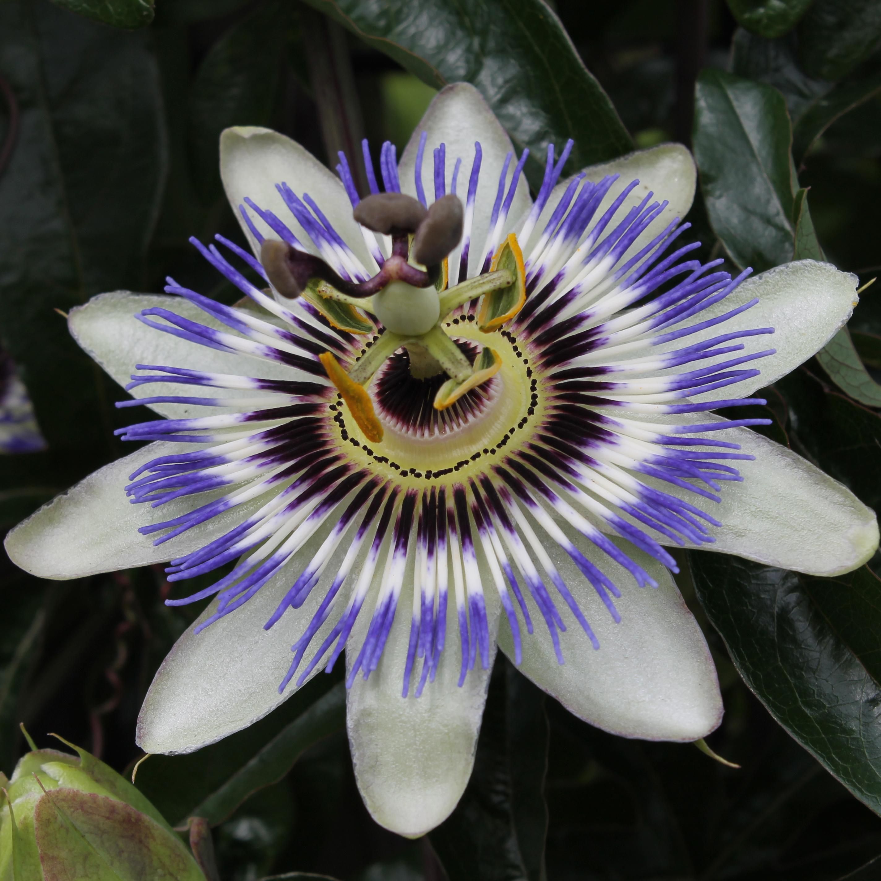 Passiflora Blau – winterharte Kletterpflanze mit blauen Blüten
