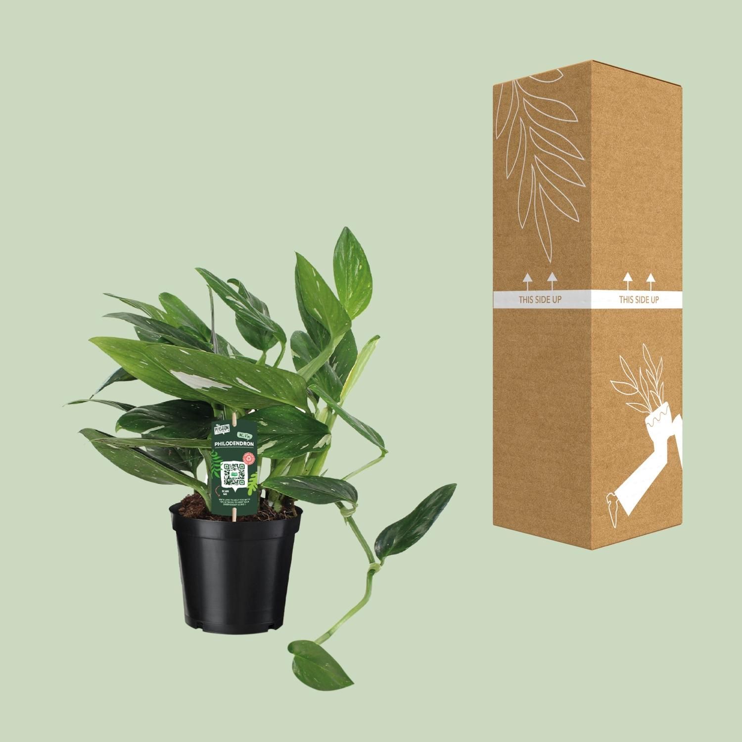 Philodendron Cobra – Luftreinigende Zimmerpflanze mit glänzendem Laub