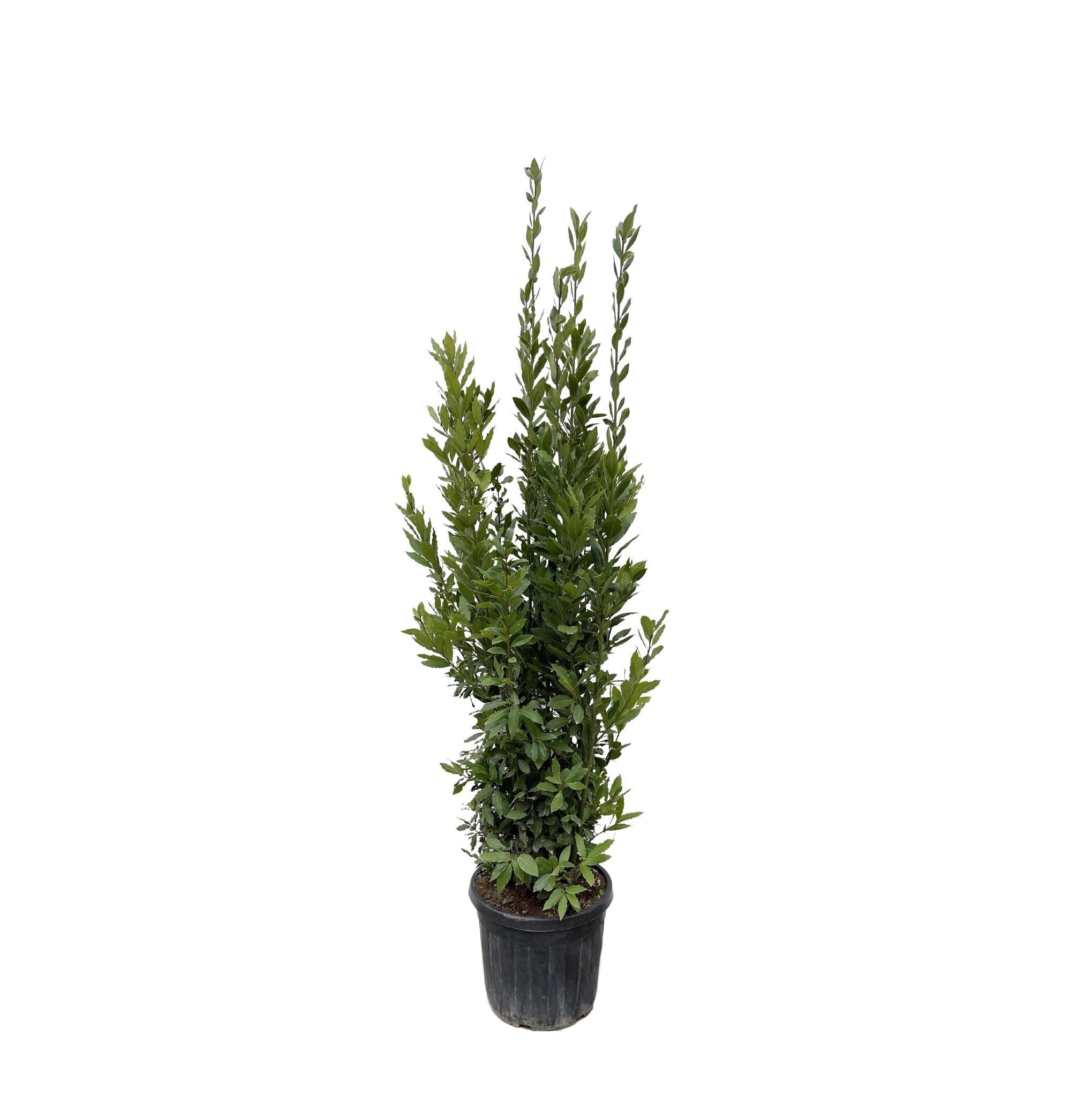 Laurbeer Lorbeerstrauch – Elegante, aromatische Kübelpflanze