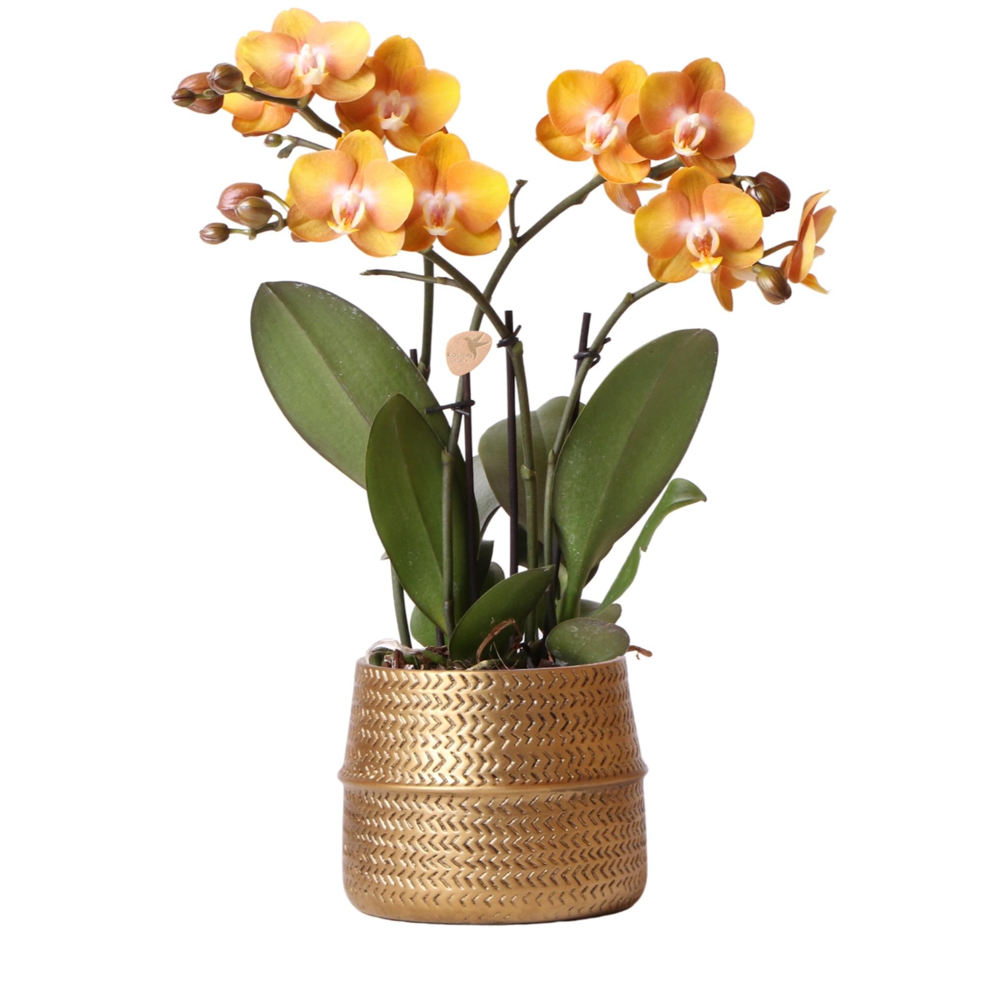 Phalaenopsis Orchidee Las Vegas in goldenem Groove Topf