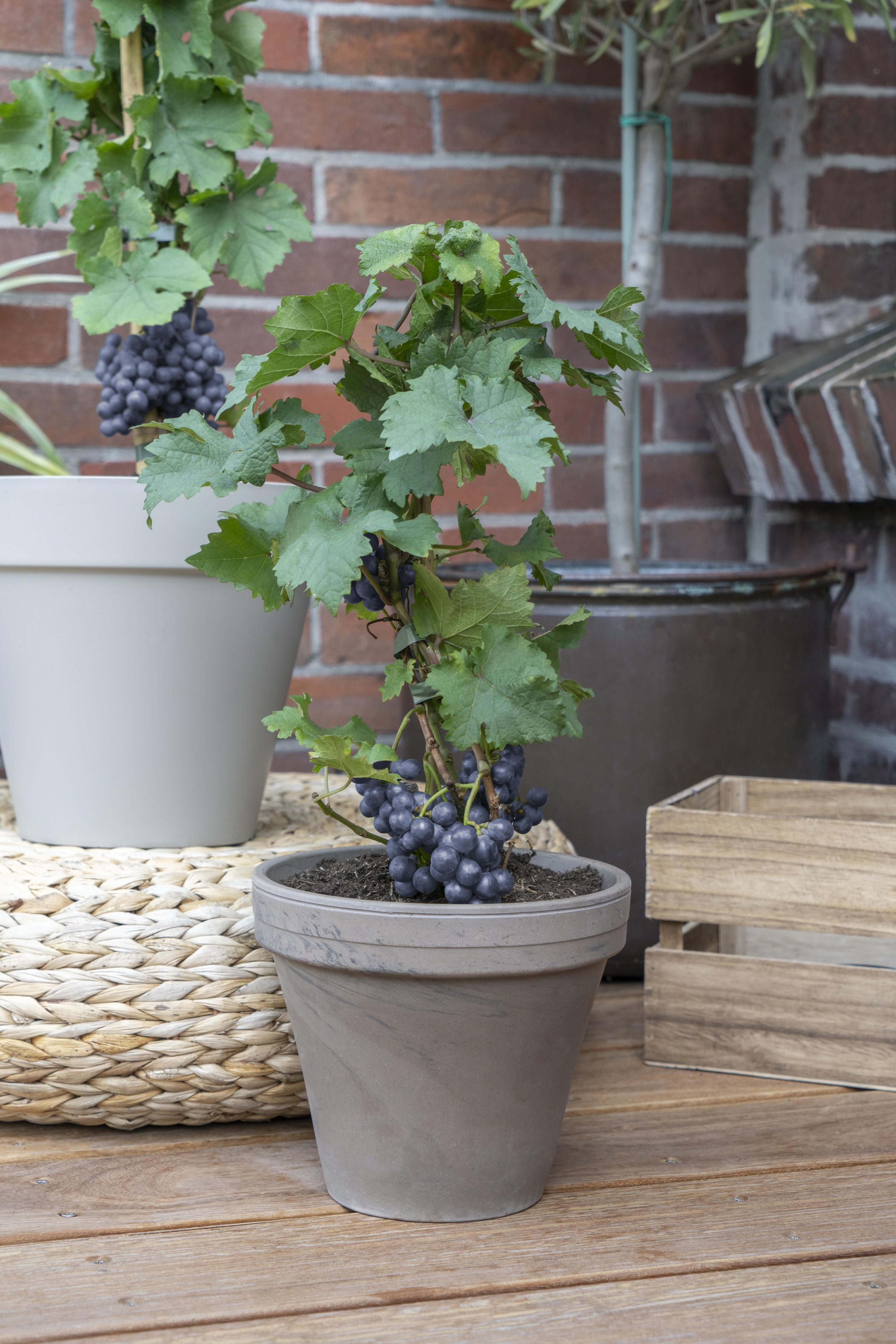 Zwergtraube Pinot Noir Vitis Pixie im Topf