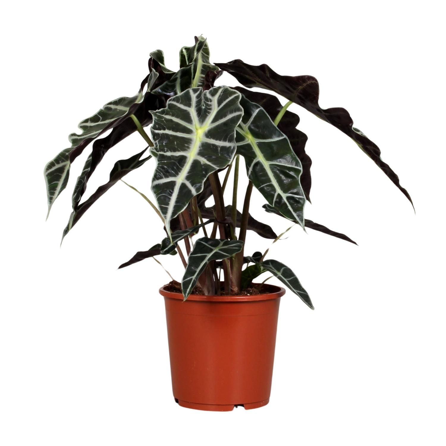 Alocasia Polly | Ø17cm | ↕45cm