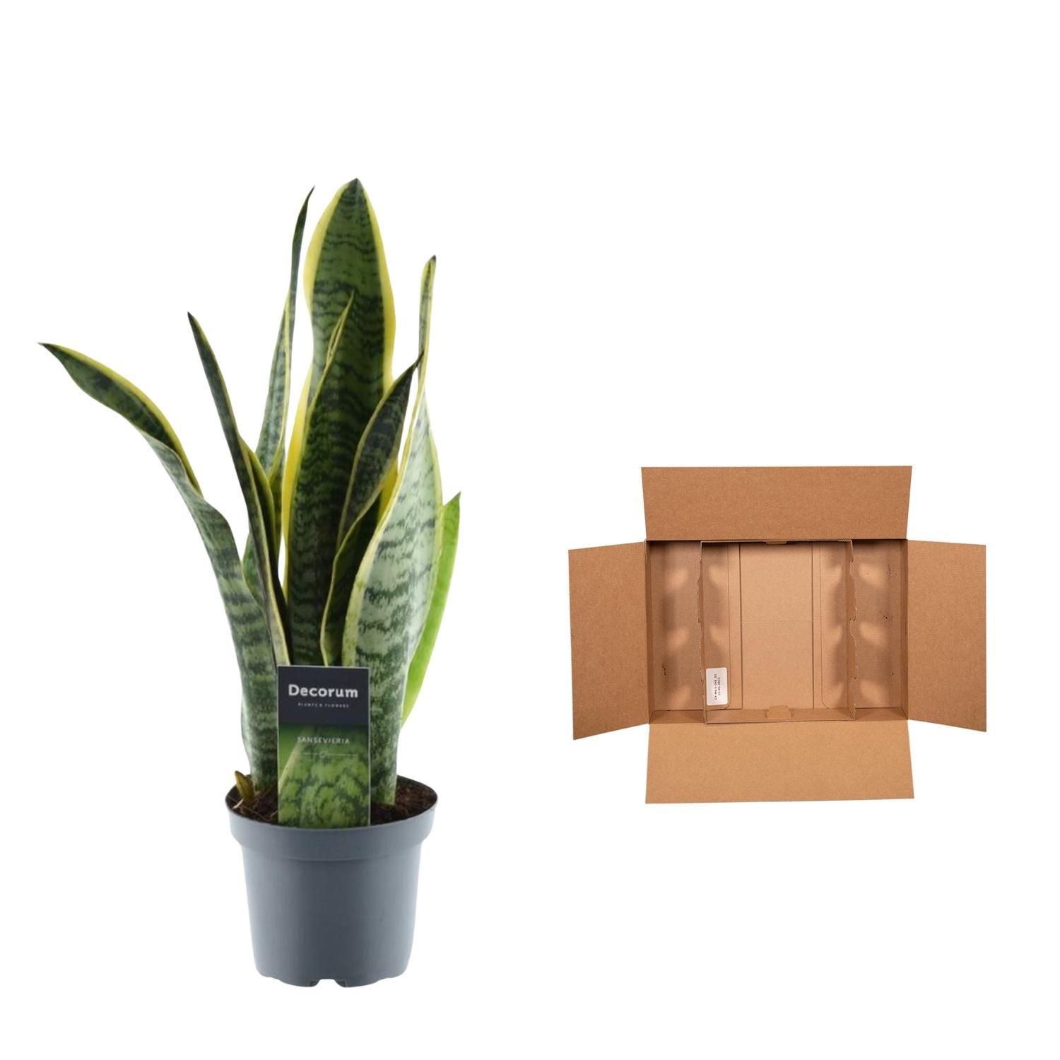 Sansevieria Laurentii Bogenhanf in elegantem Topf