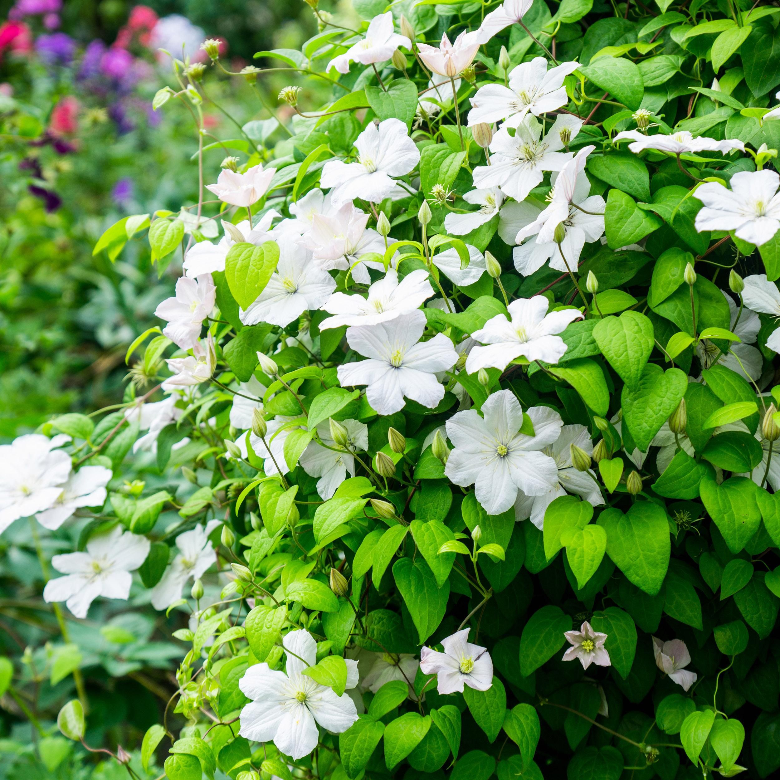  Clematis Madame Le Coultre, blühend weiß – 2 Pflanzen – pflegeleicht