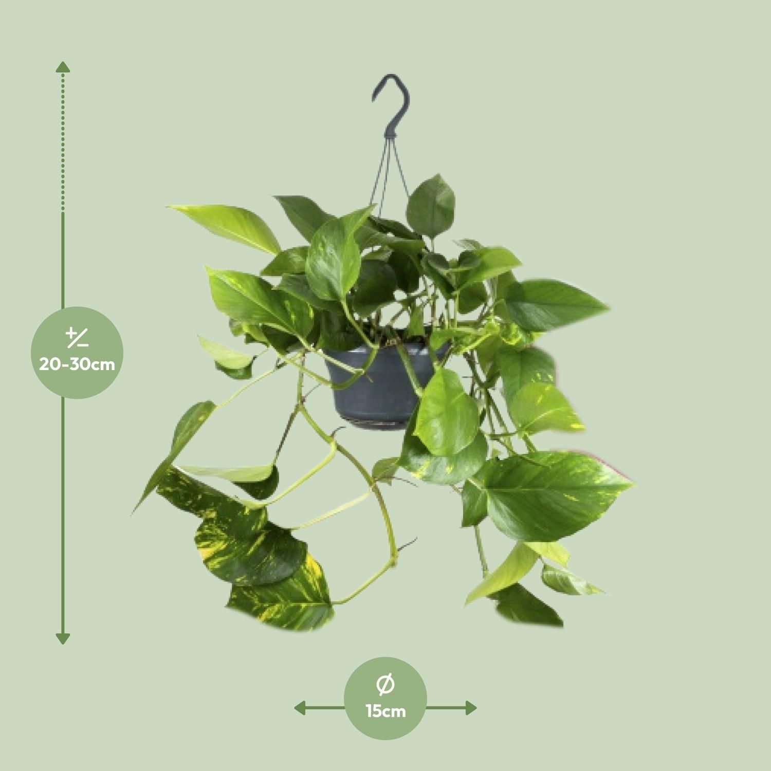 Epipremnum Aureum Zimmerpflanze