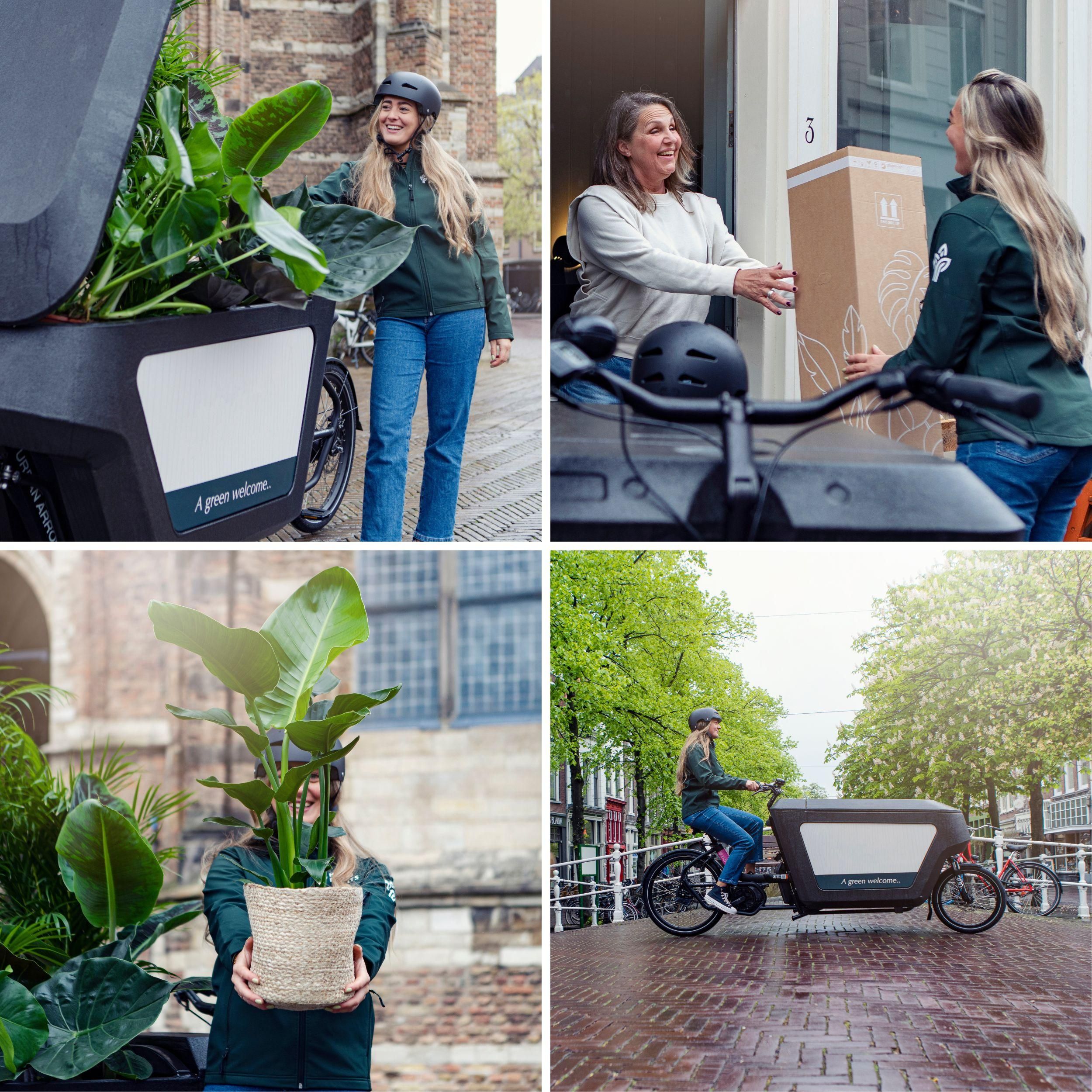 Zamioculcas Pflanze für Innen