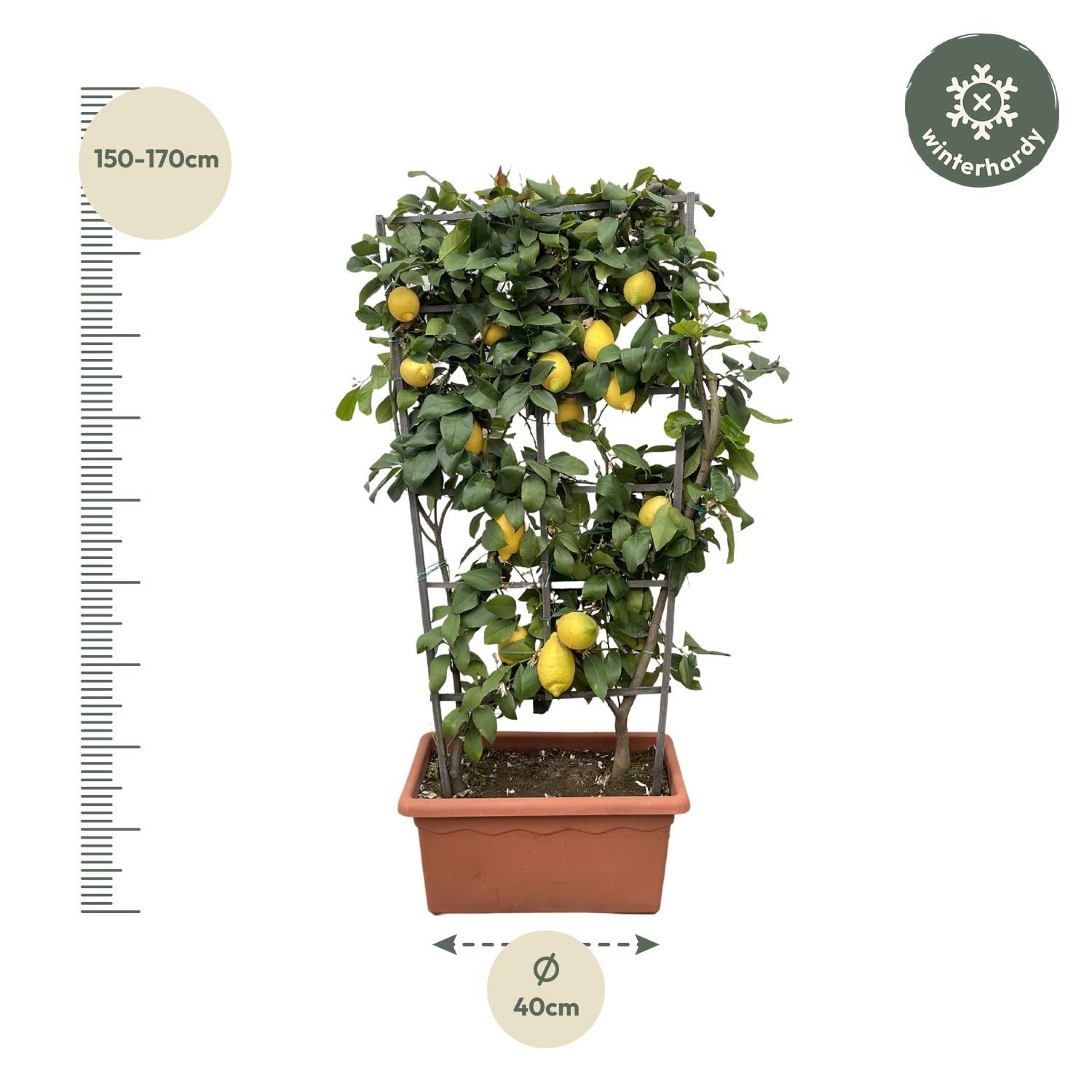 Citrus Calamondin Zitronenbaum