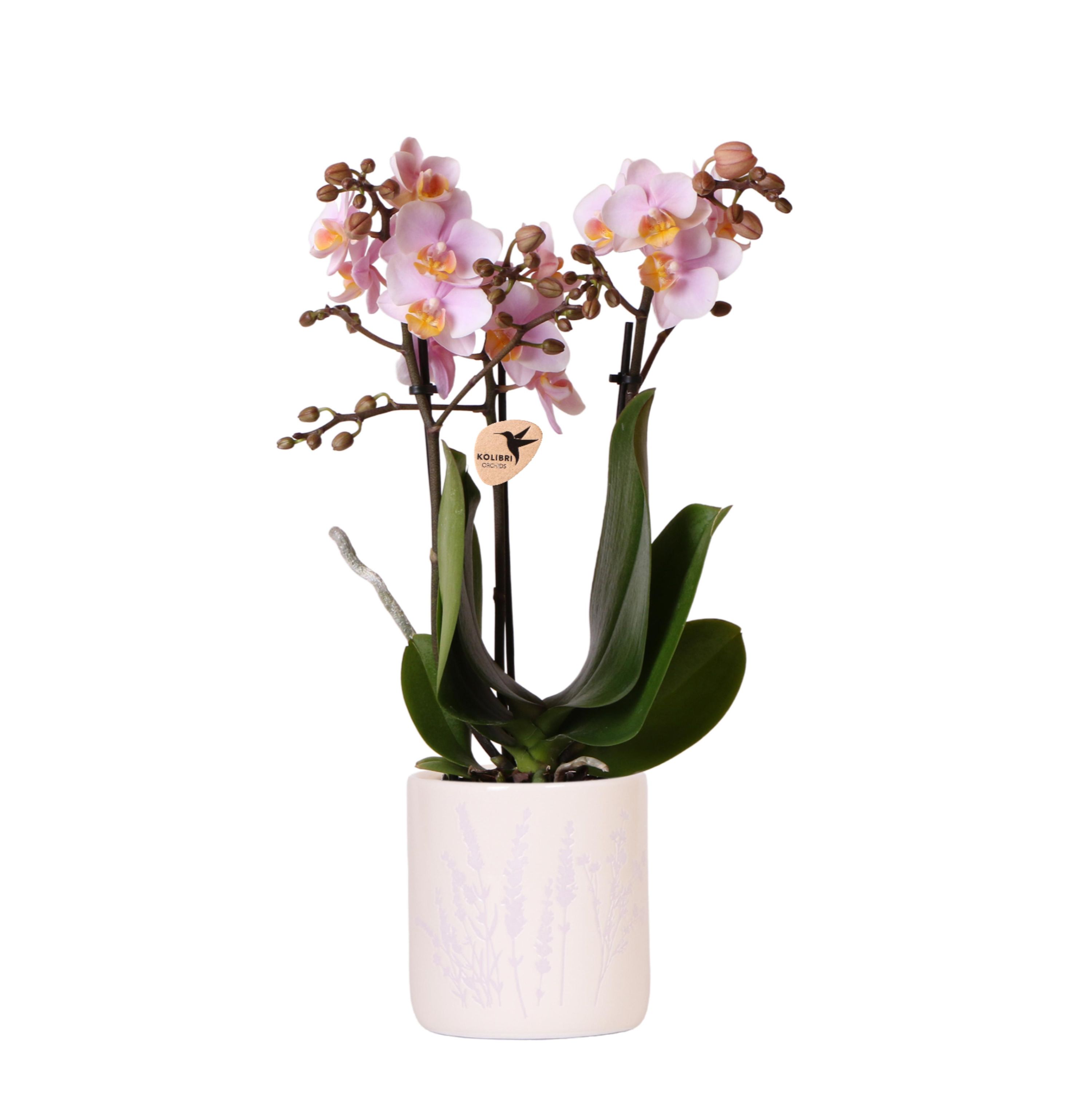 Kolibri Orchidee Mexico Gelbe Blüten mit Floral Ziertopf