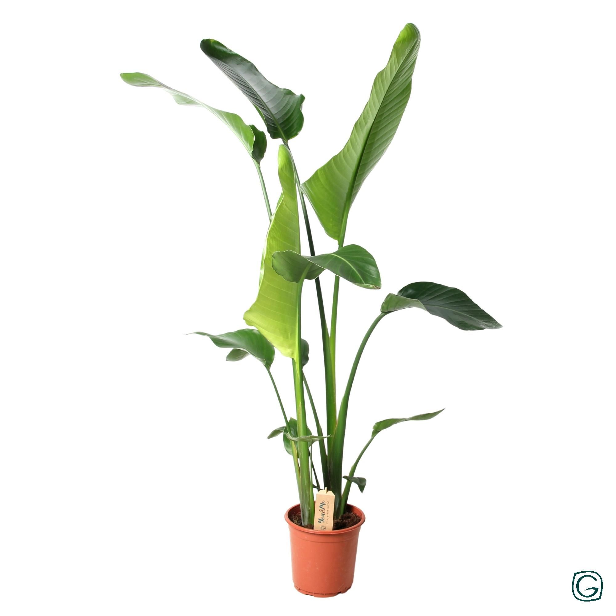 Strelitzia Nicolai Zimmerpflanze Große Paradiesvogelblume