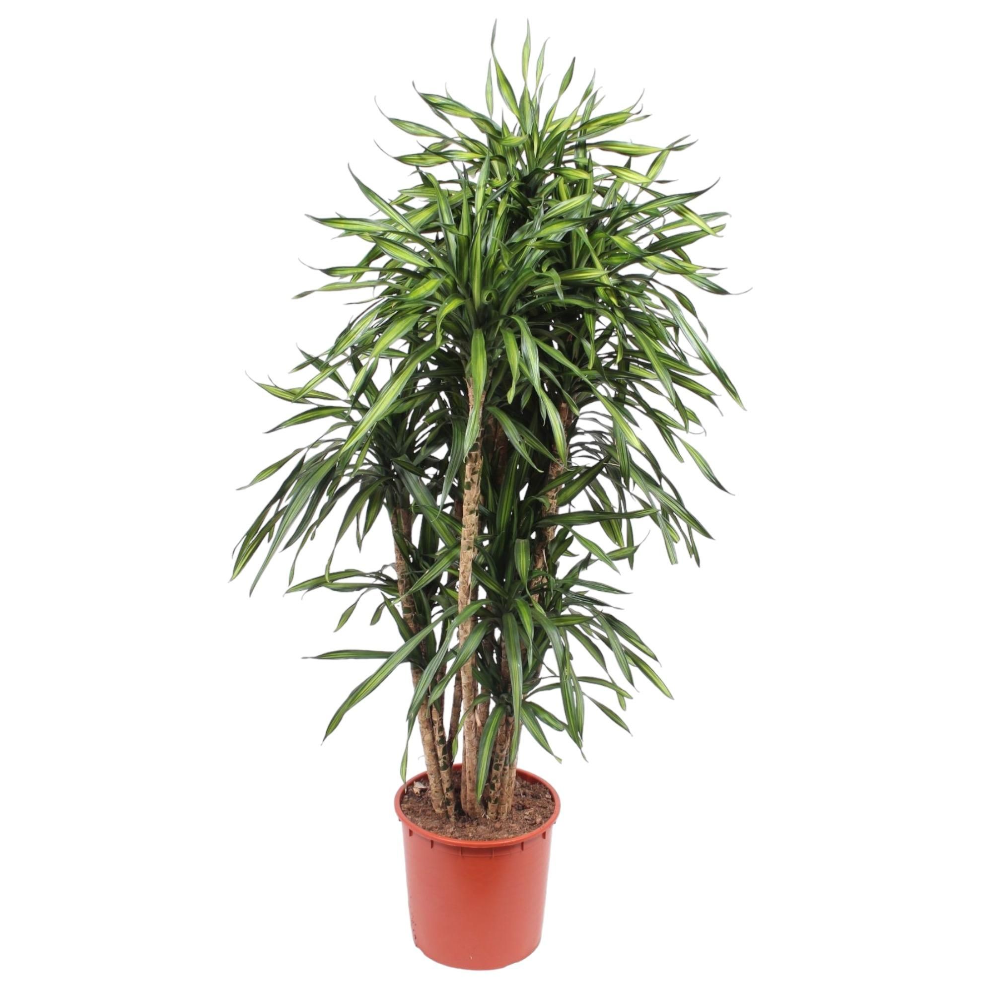 Dracaena Riki Zimmerpflanze