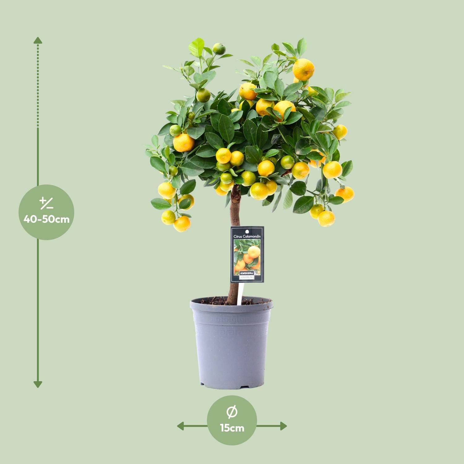 Citrus Calamondin Zitruspflanze