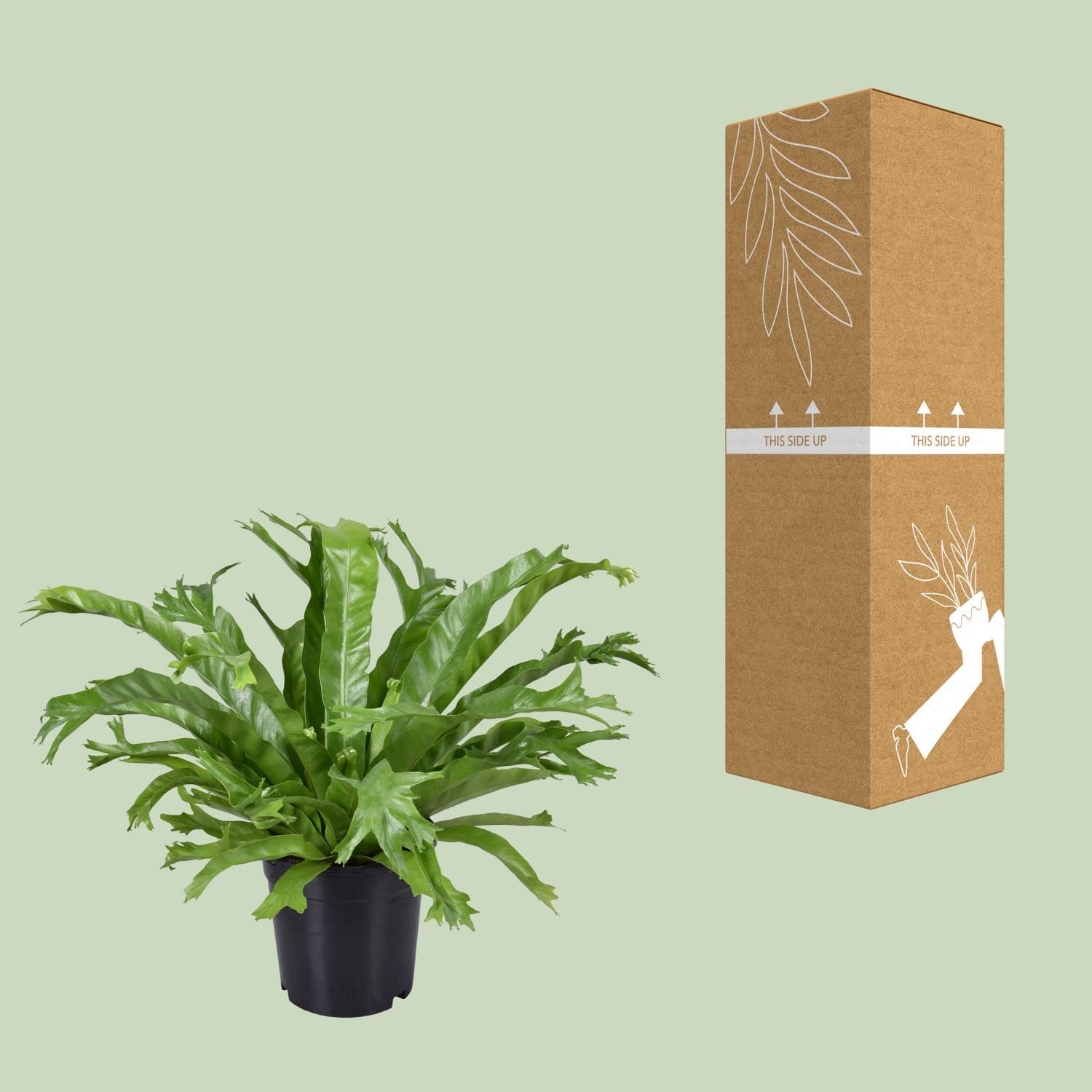 Asplenium nidus Crissie Zimmerfarn
