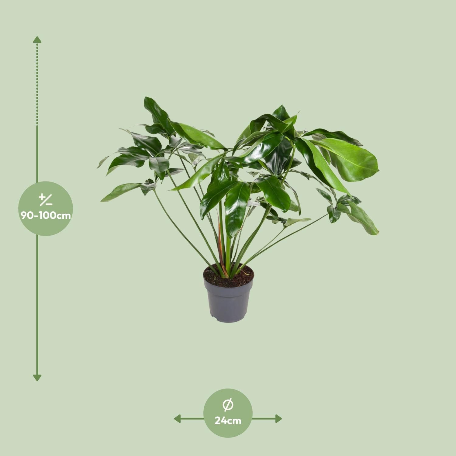 Philodendron Green Wonder Zimmerpflanze