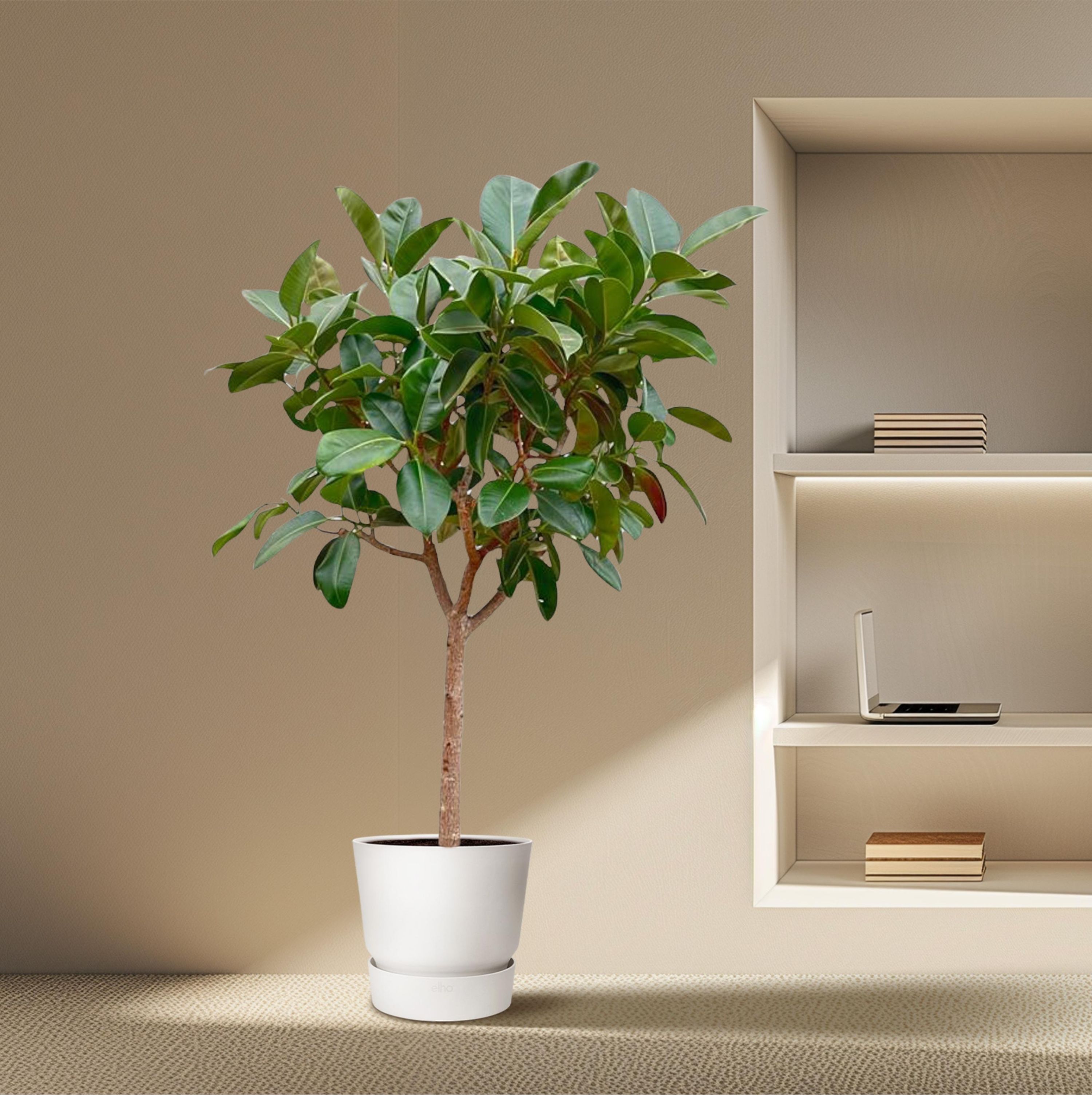 Ficus Elastica Robusta als Zimmerpflanze