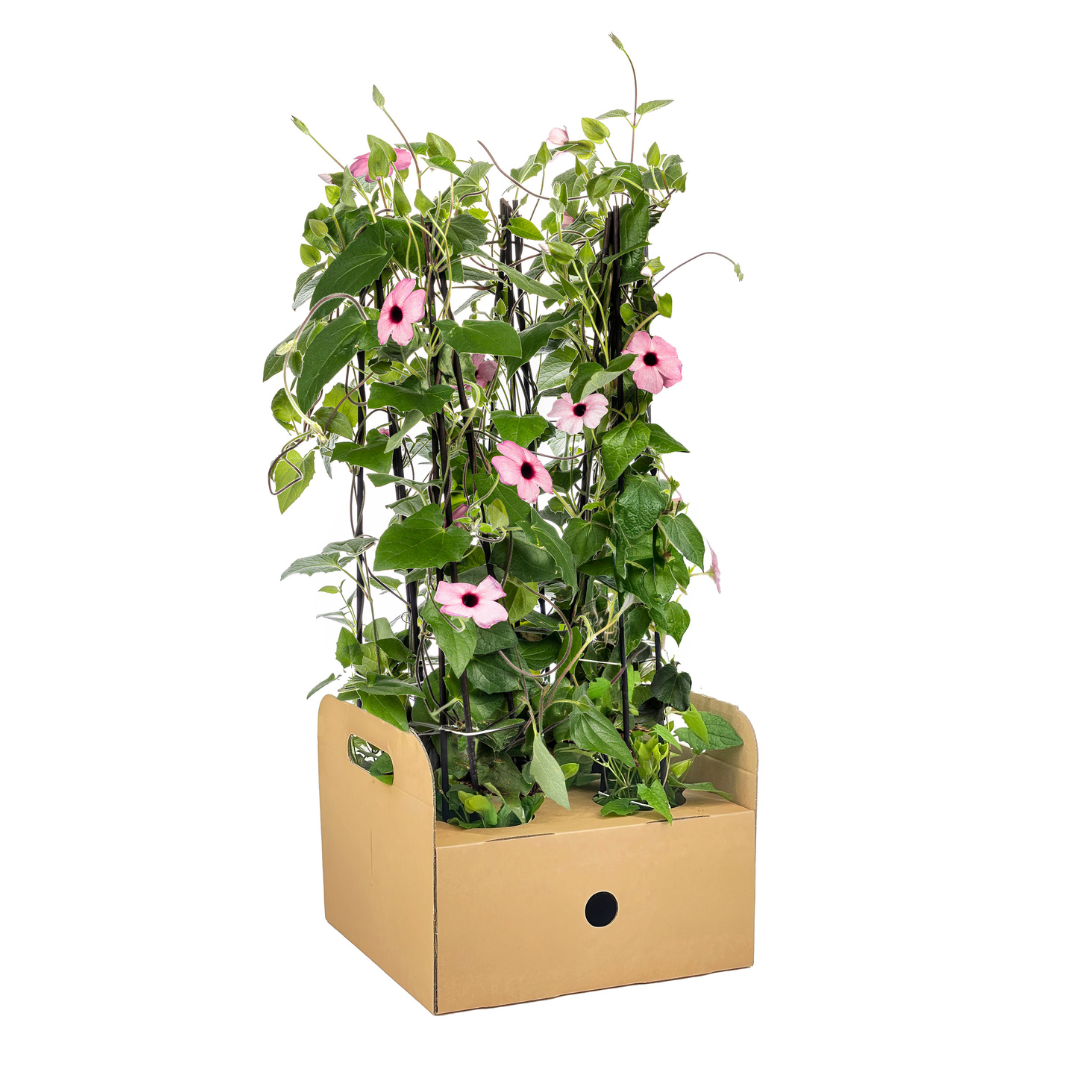 4x Schwarzäugige Susanne | Kletterpflanze | Rosafarbene Blüten | Ø13cm