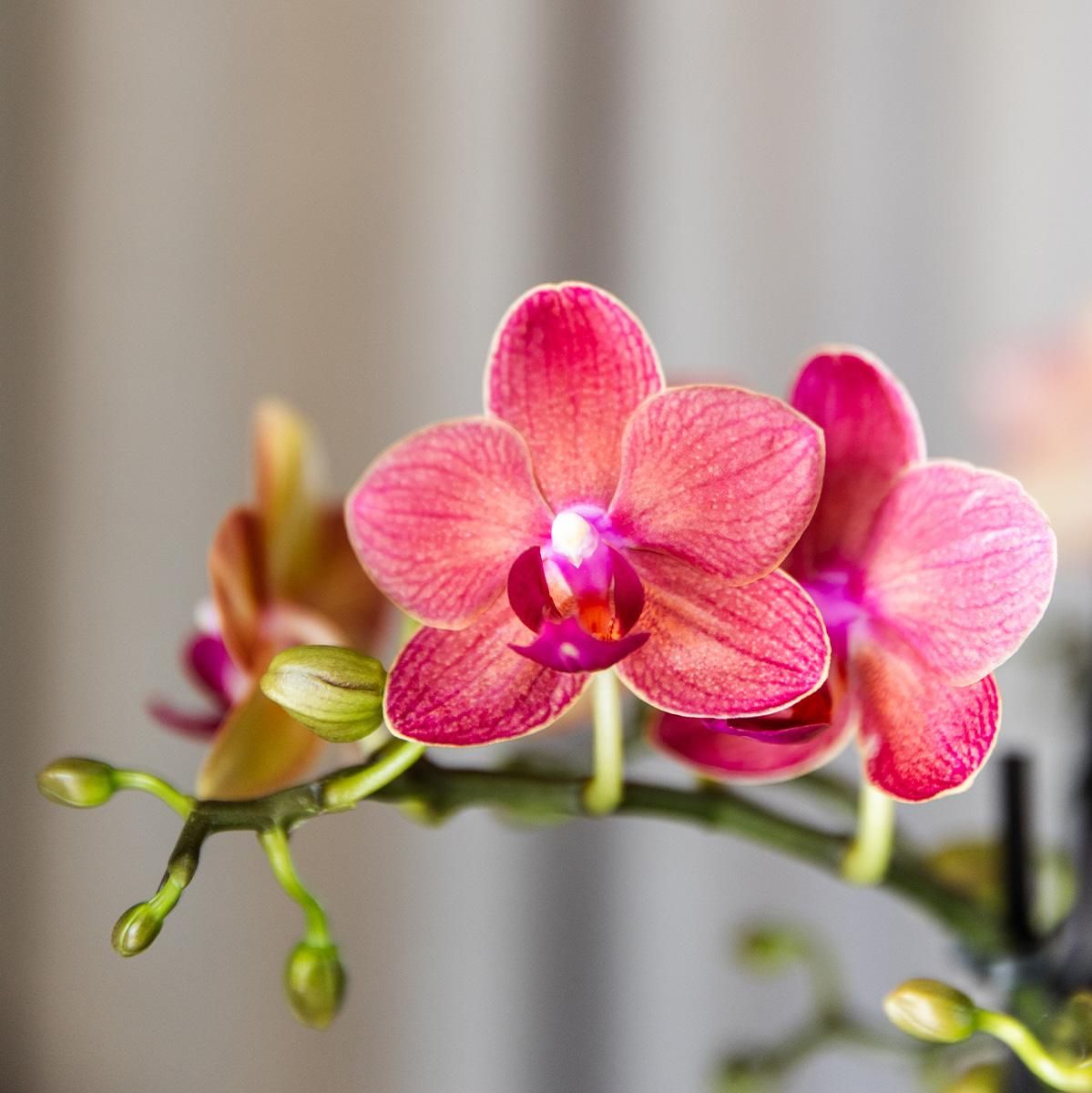 Phalaenopsis Orchidee Congo im 4er-Set