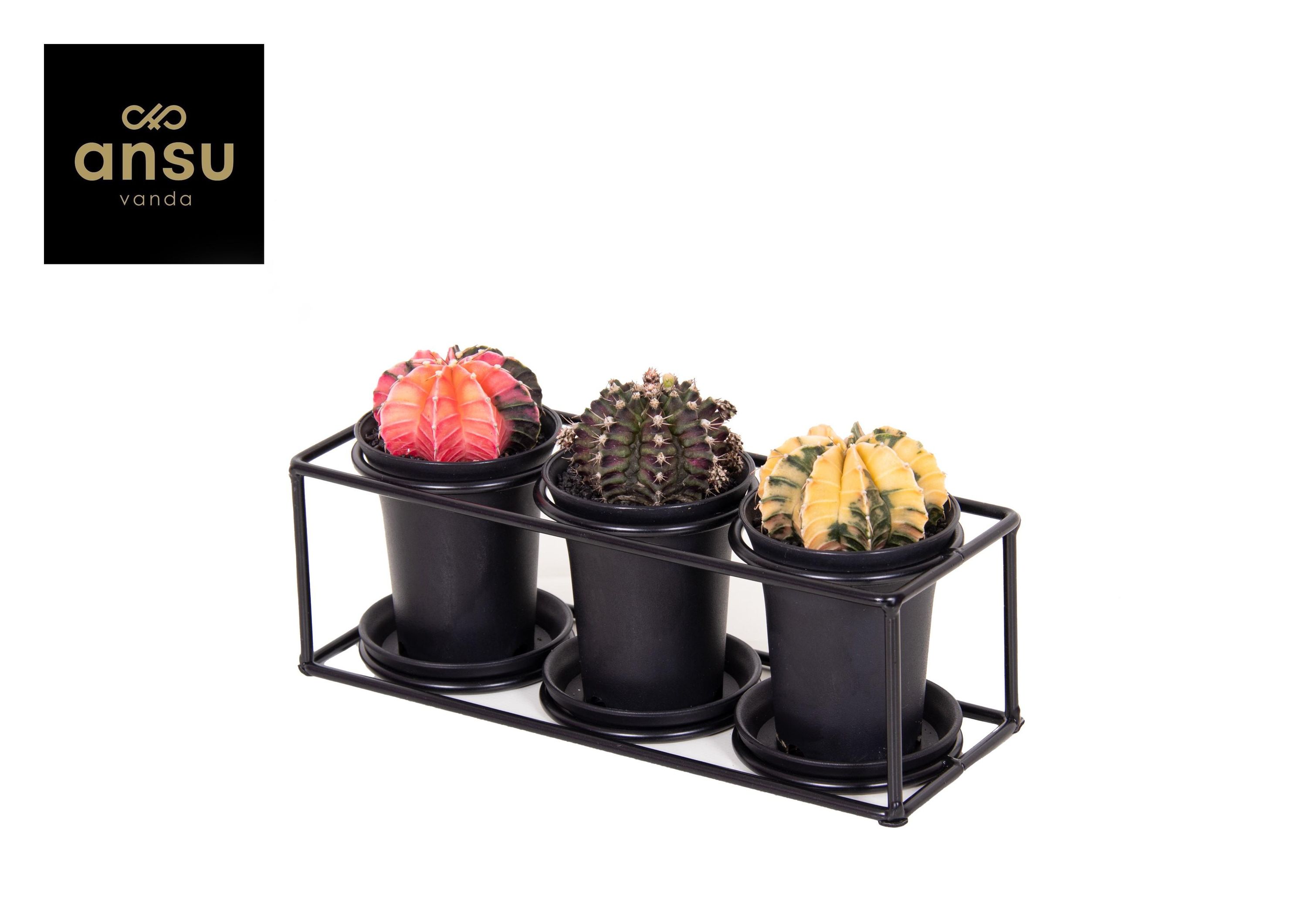 Kaktus-Trio im Design Rahmen – Ø25cm – ↕12cm