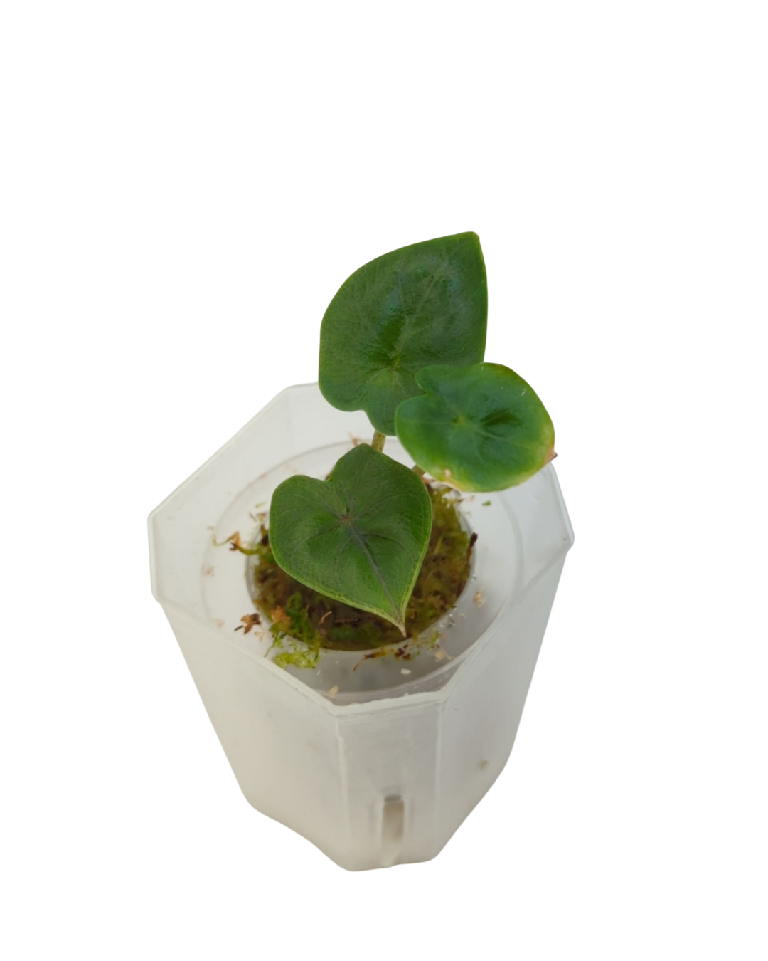 Alocasia plumbea Nigra