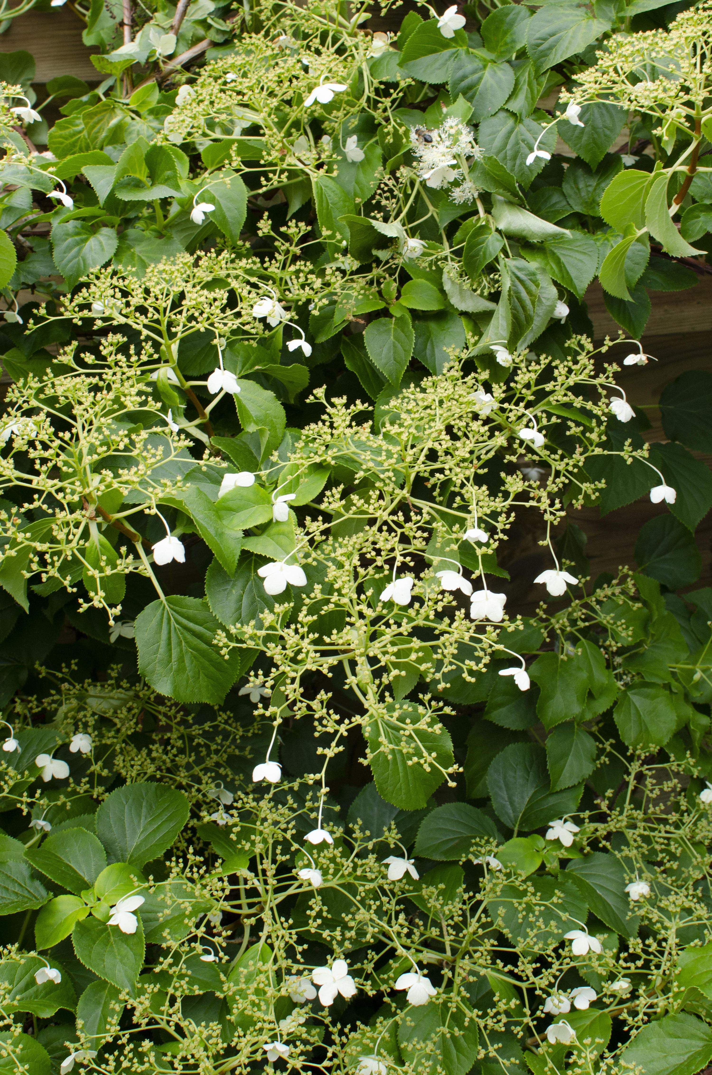 Hydrangea petiolaris Kletterhortensie