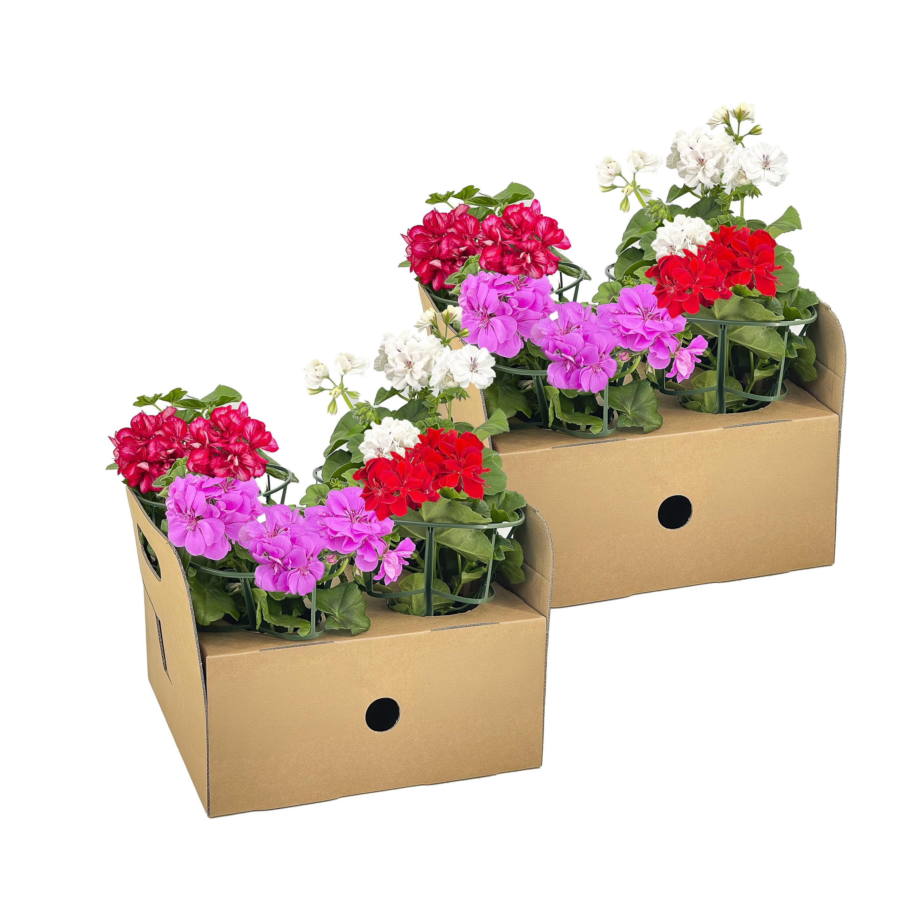 8x Hänge-Pelargonien Mix Ø12 cm – ↕20 cm