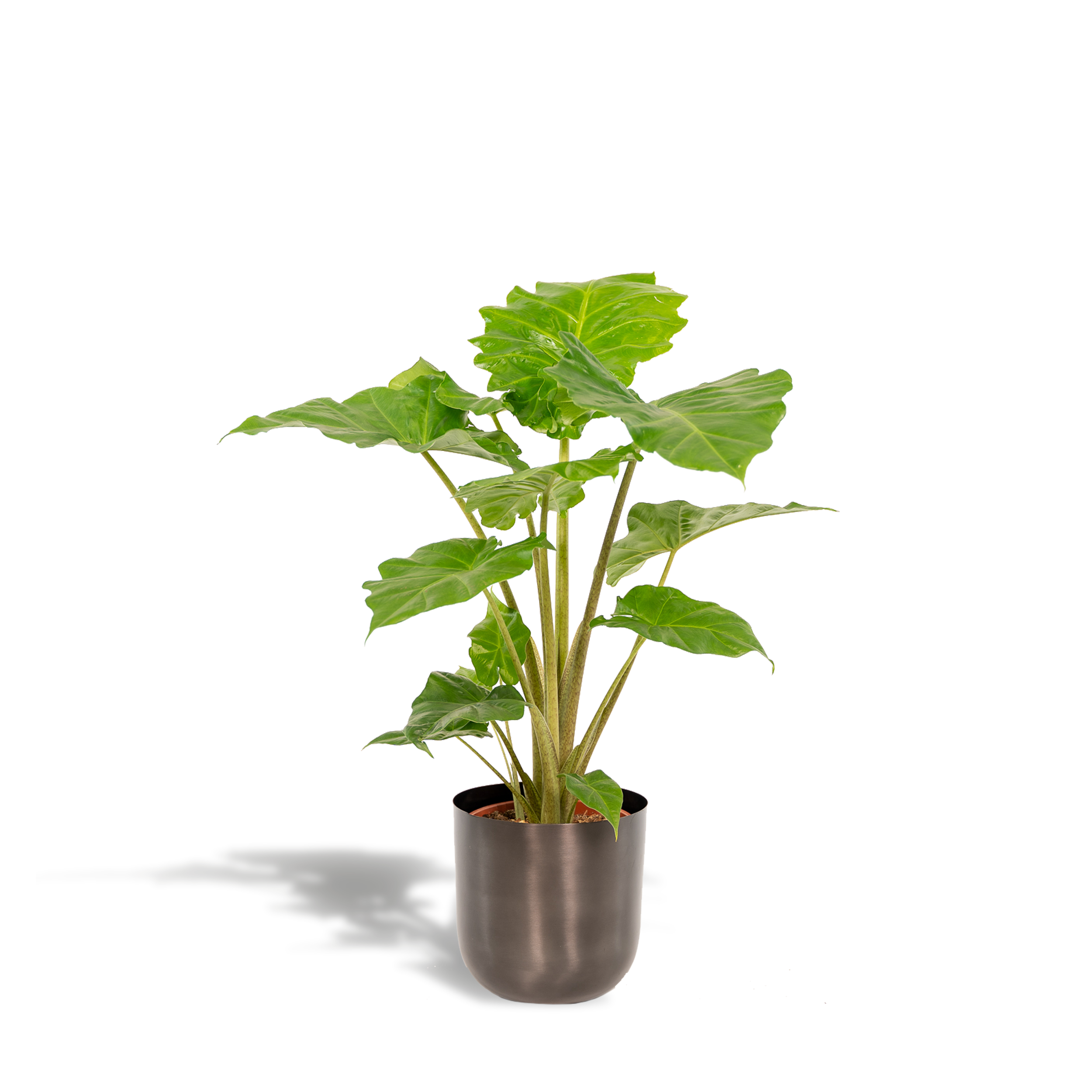 Alocasia Portodora Zimmerpflanze mit großem Elefantenohrblatt