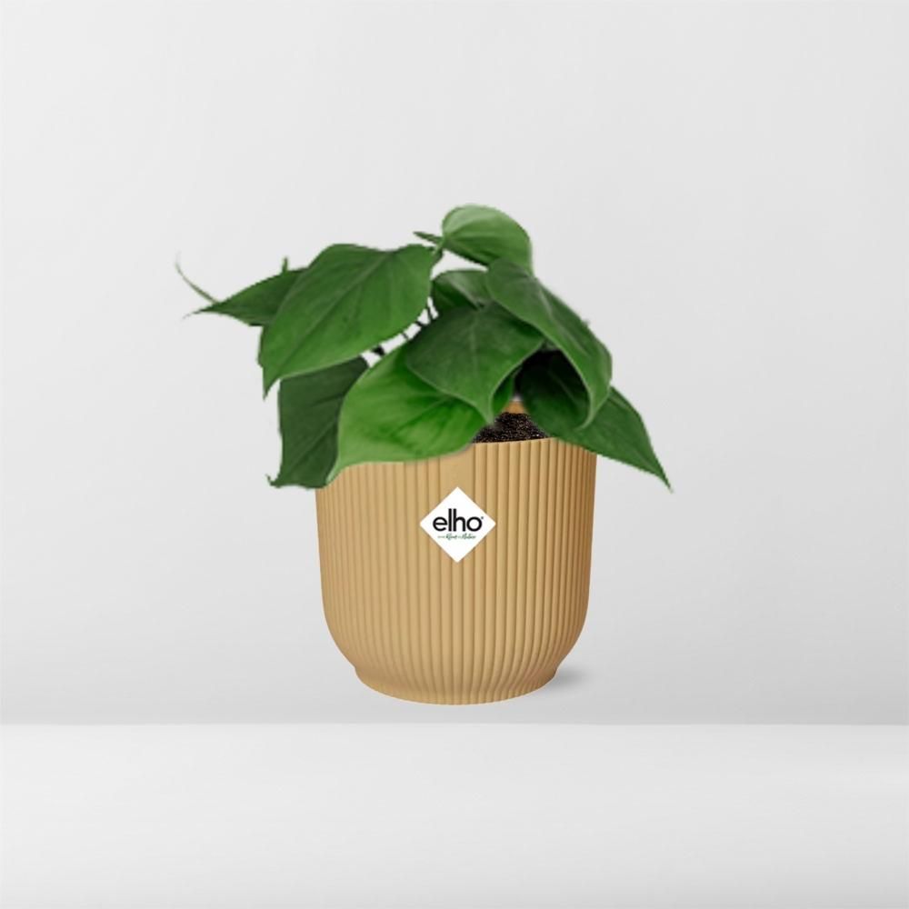 Philodendron Scandens Zimmerpflanze