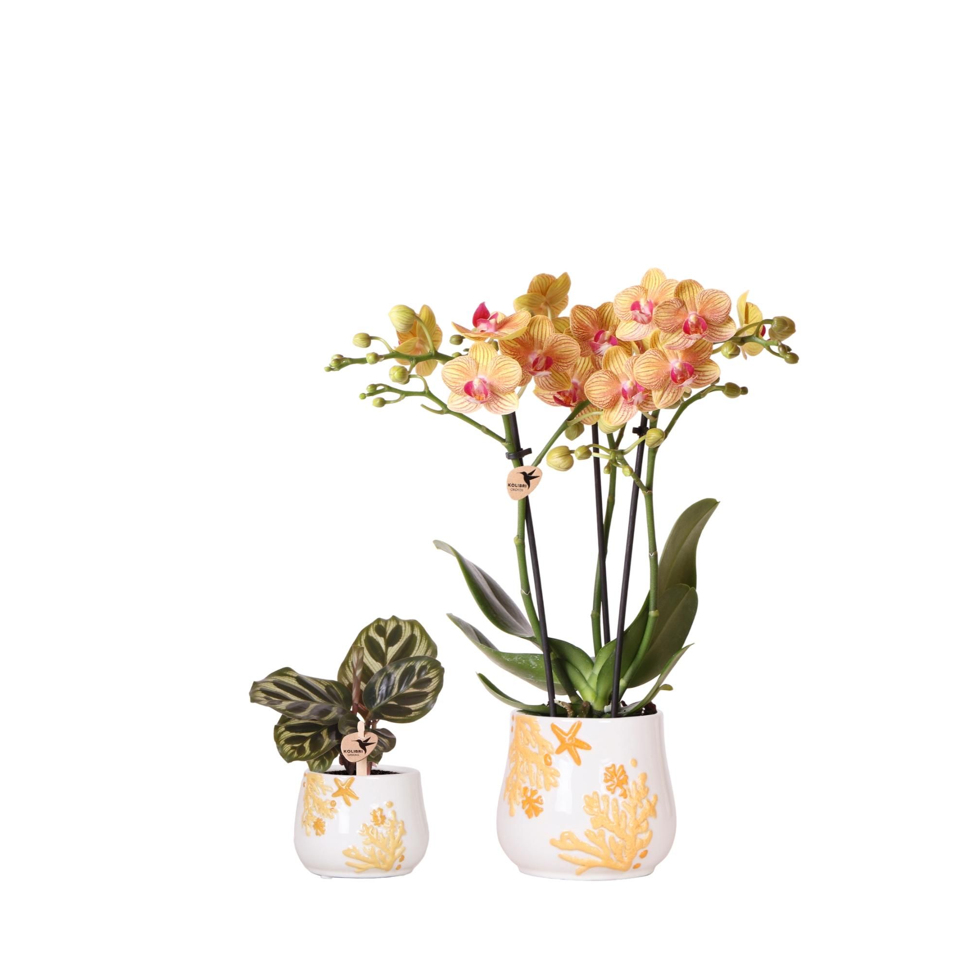 Kolibri Company Phalaenopsis Orchidee & Calathea Set in Orange