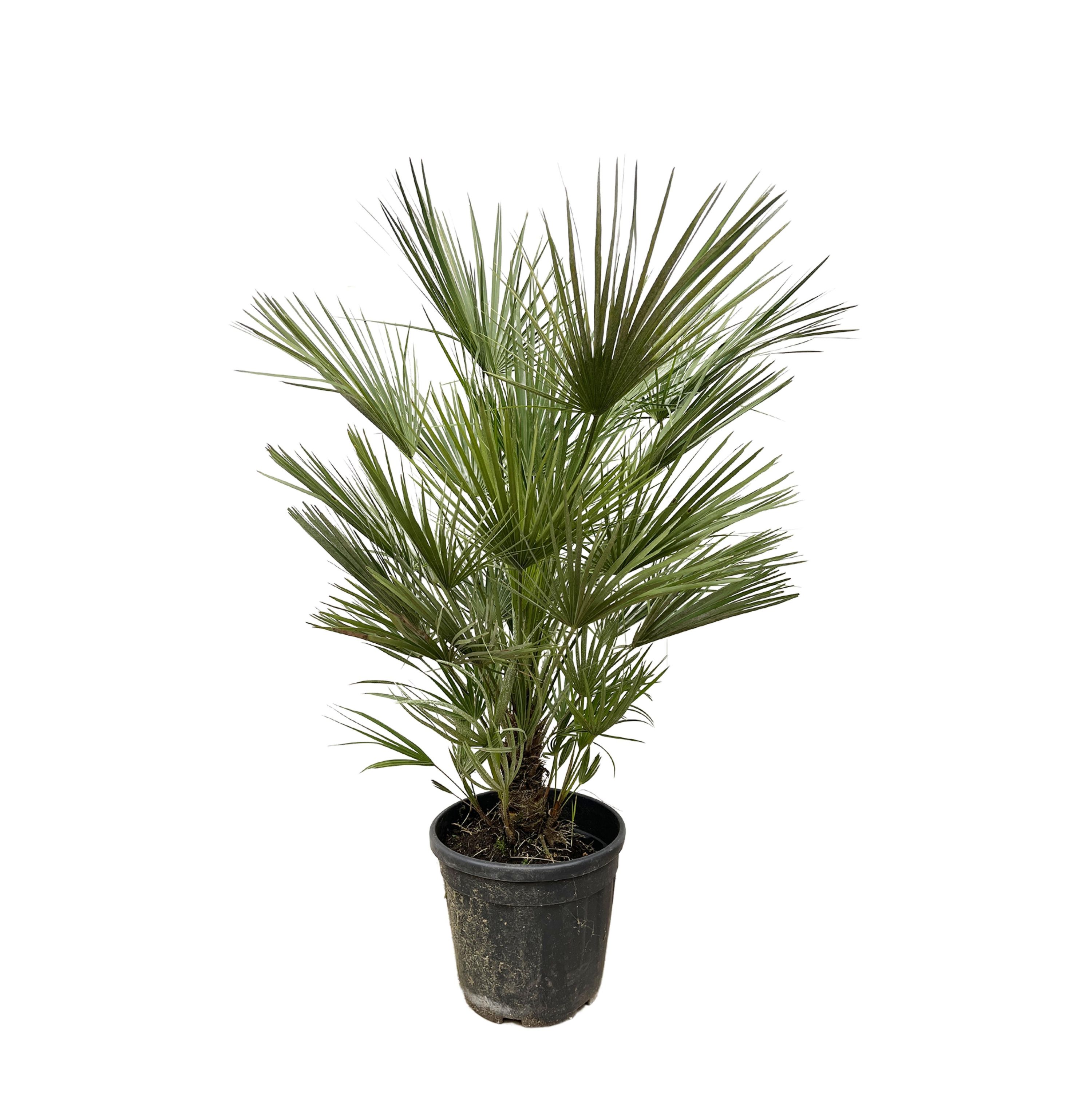 Europäische Zwergpalme Chamaerops Humilis