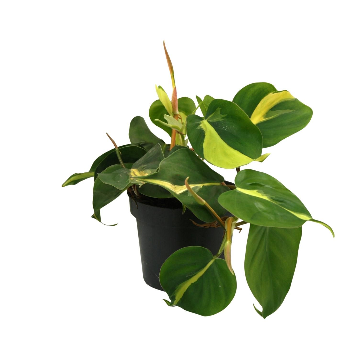Lophospermum Brasil Scandens Kletterpflanze