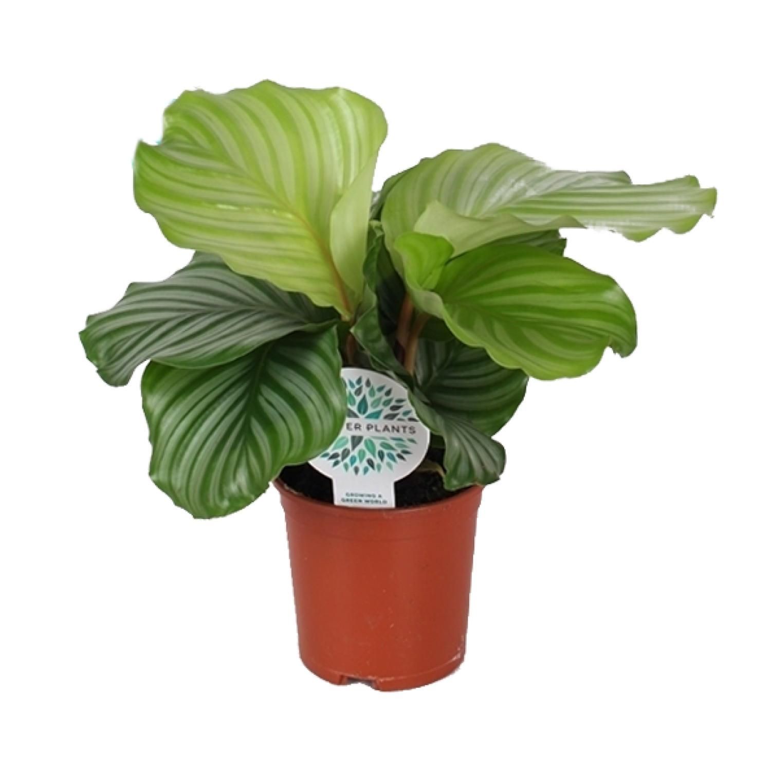 Calathea Orbifolia Zimmerpflanze